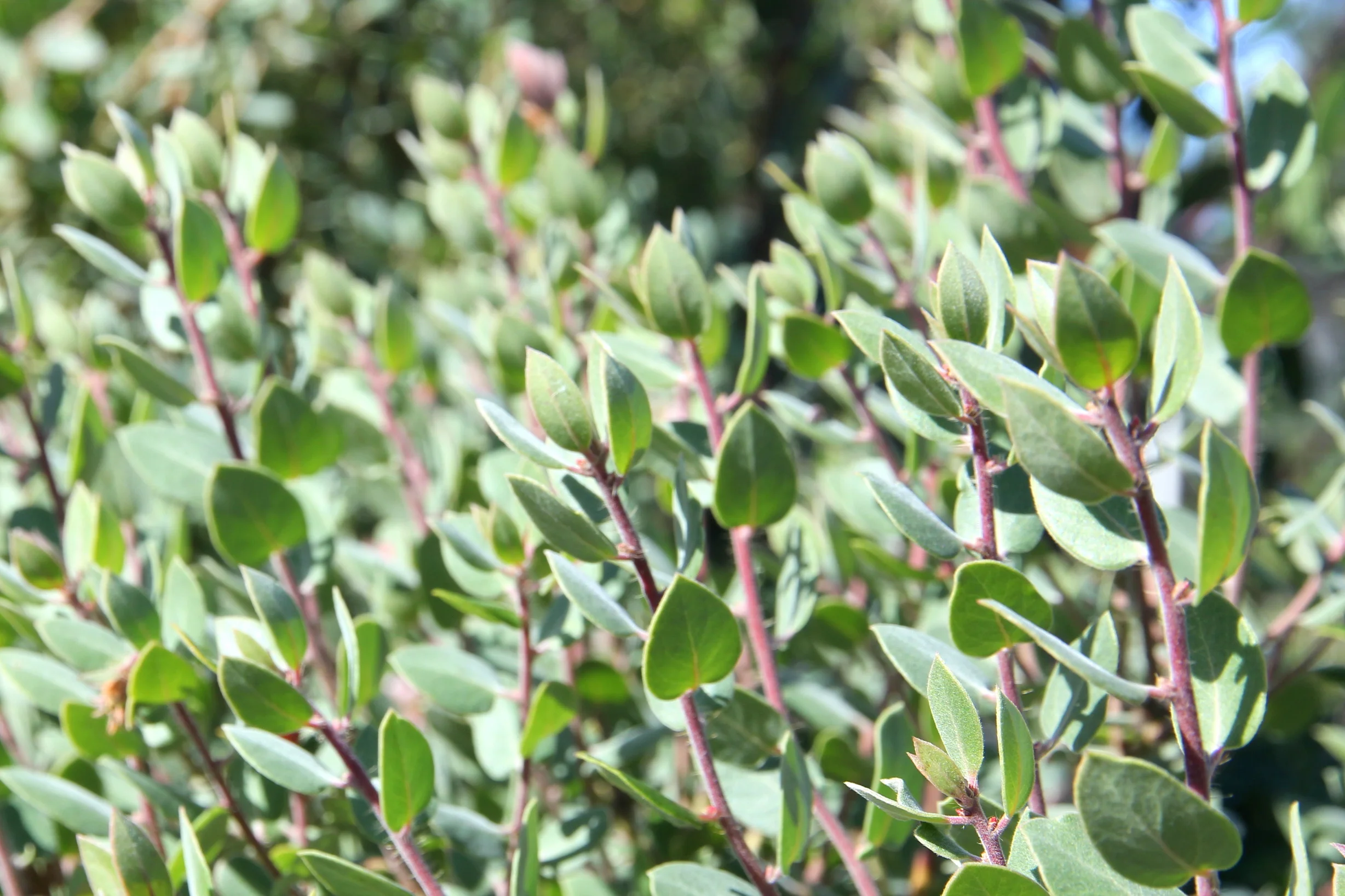 arctostaphylos_morroensis_1.JPG