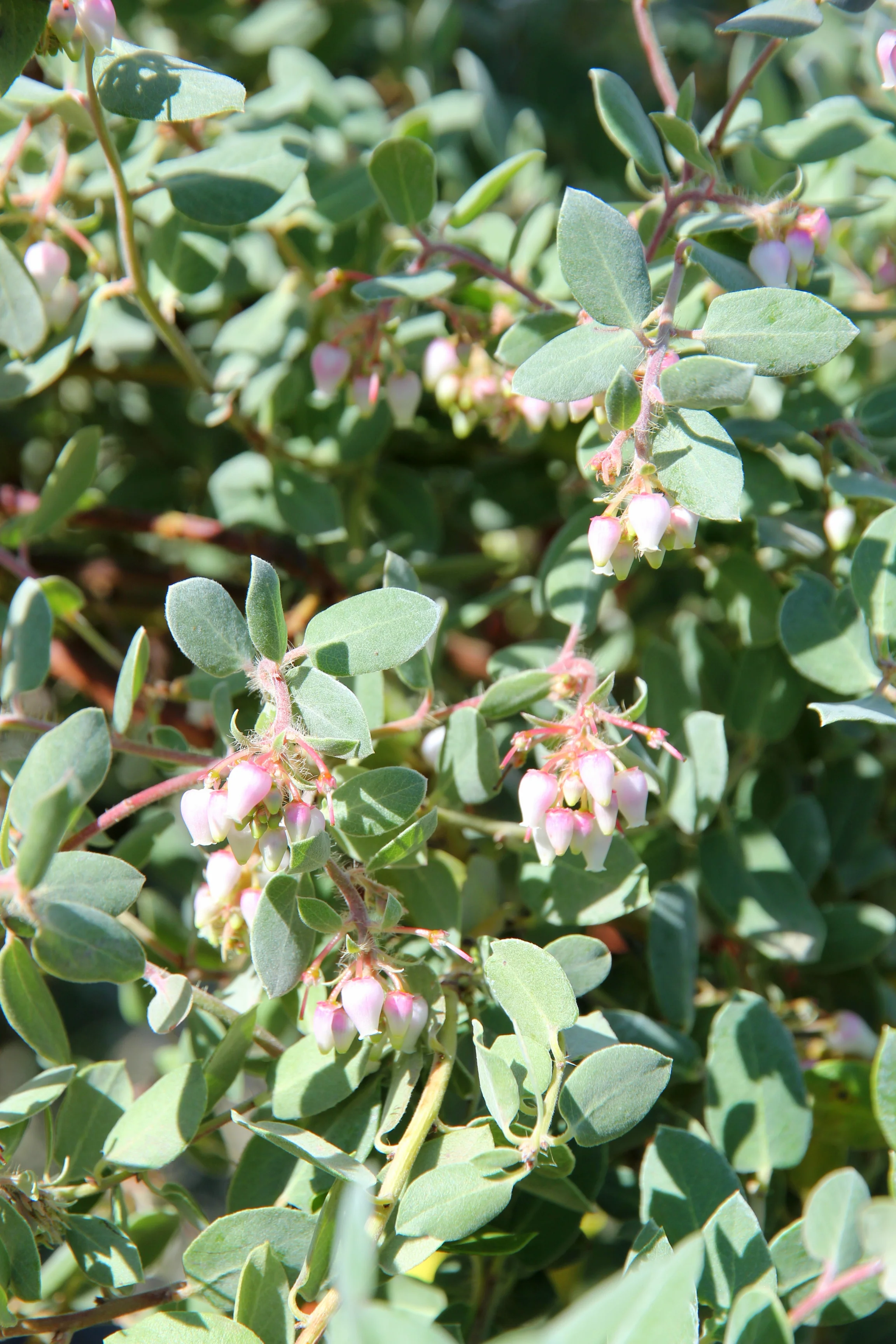 arctostaphylos_morroensis_2.JPG