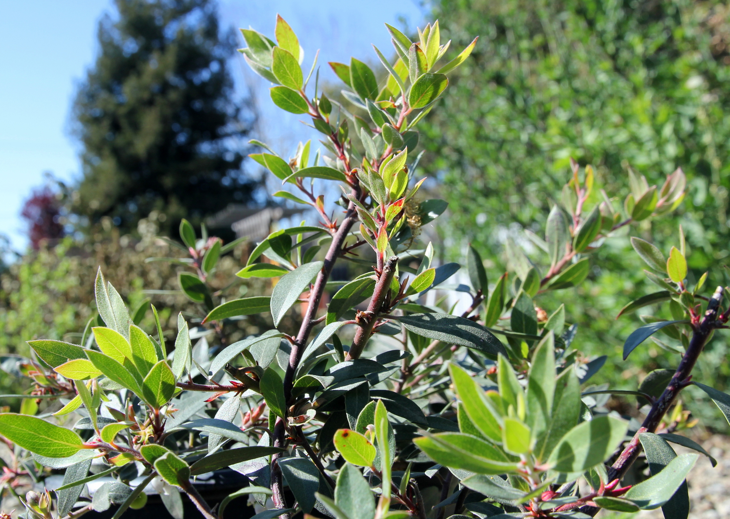 arctostaphylos_Pacific_mist.JPG