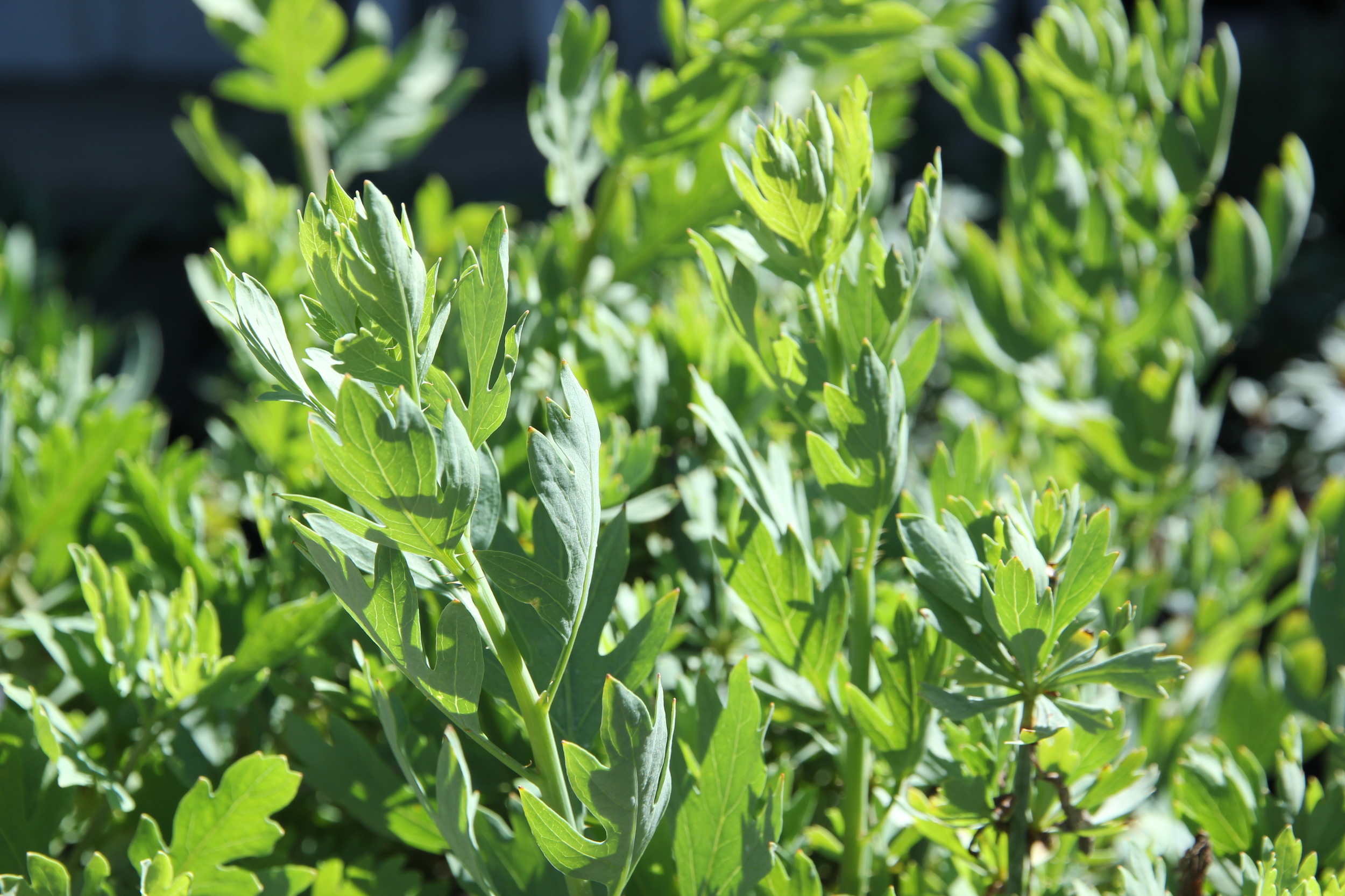 artemisia_douglasiana_mugwort.JPG