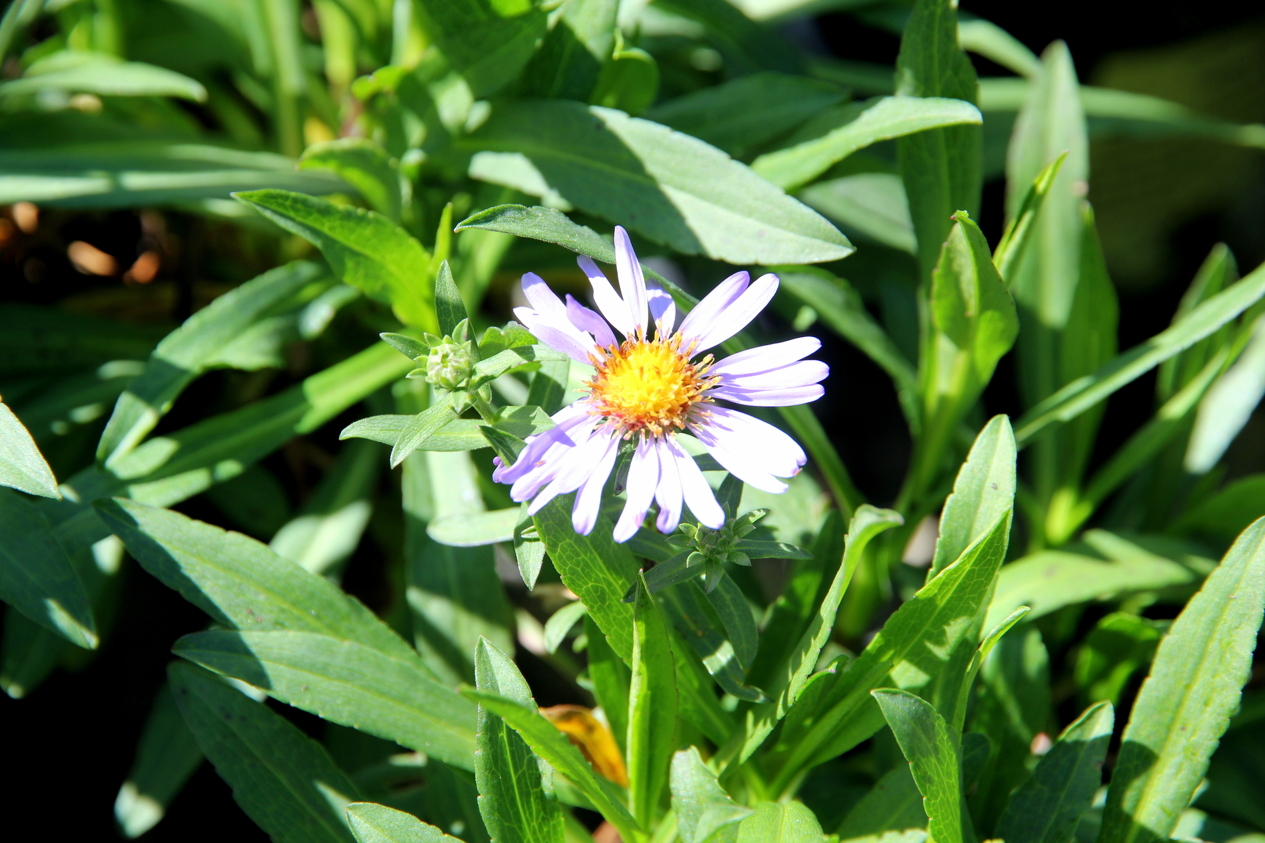 aster_chilensis_purple_haze.JPG