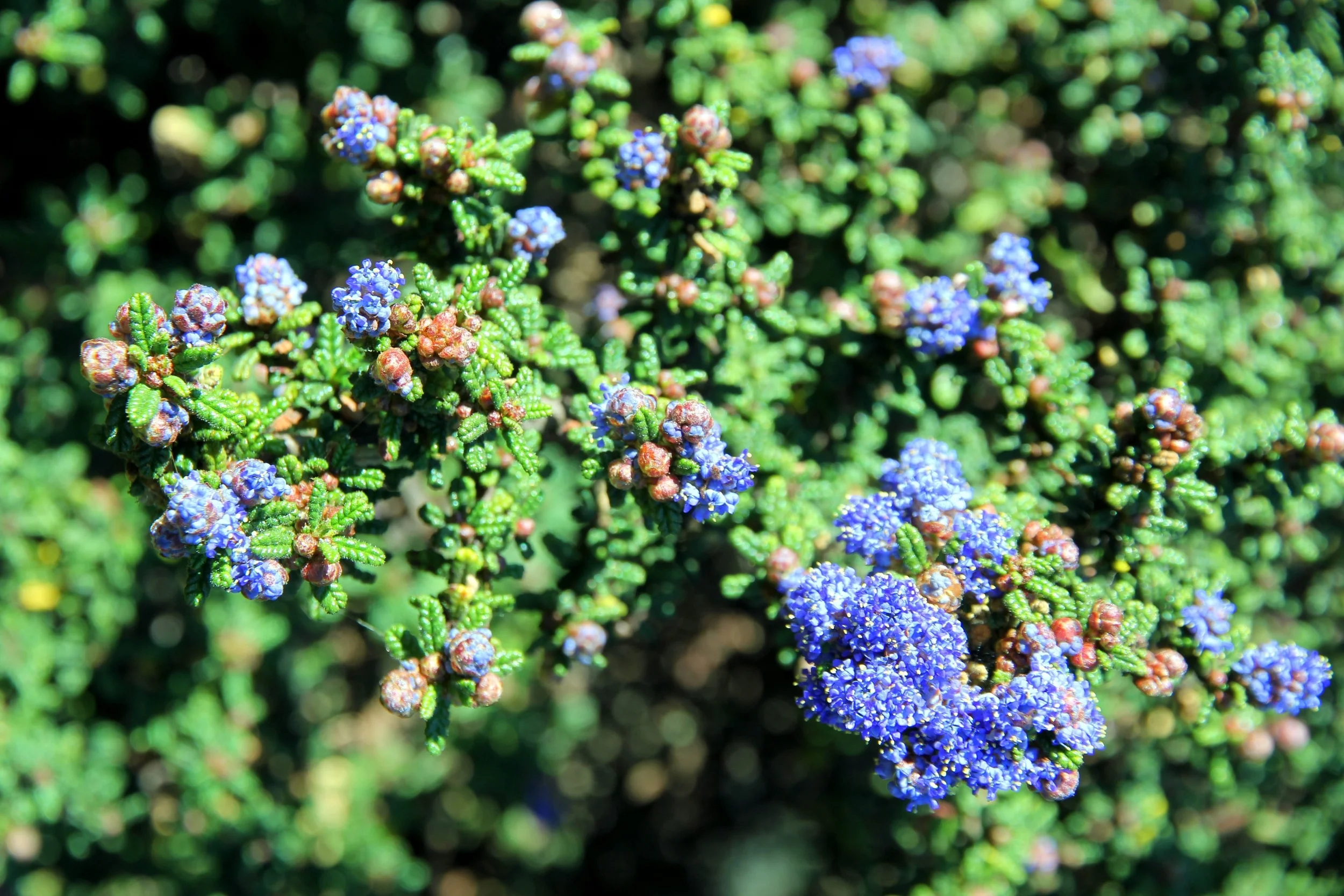 Ceanothus Dark Star Native Revival Nursery