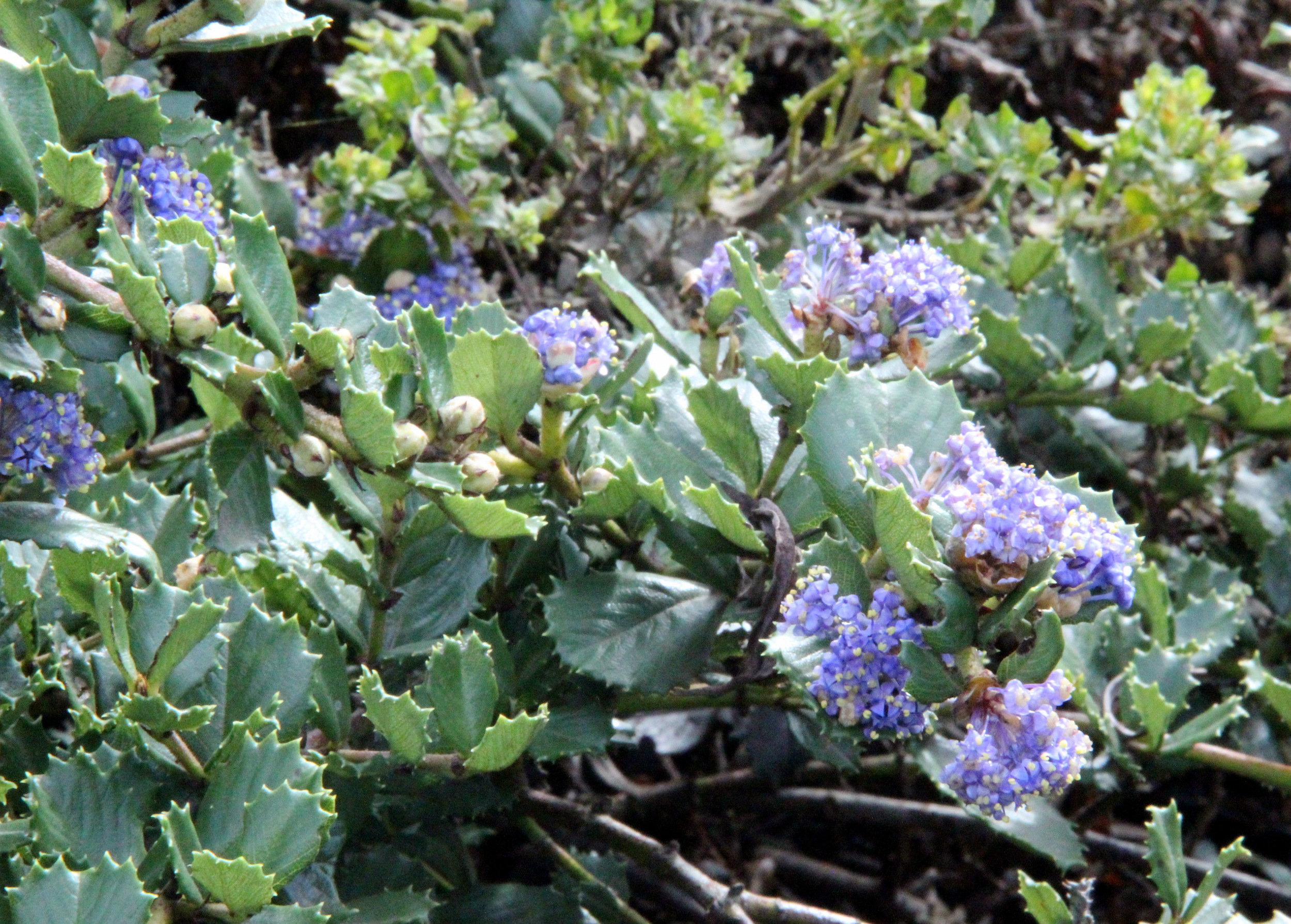 Ceanothus gloriosus 'Anchor Bay' — Native Revival Nursery