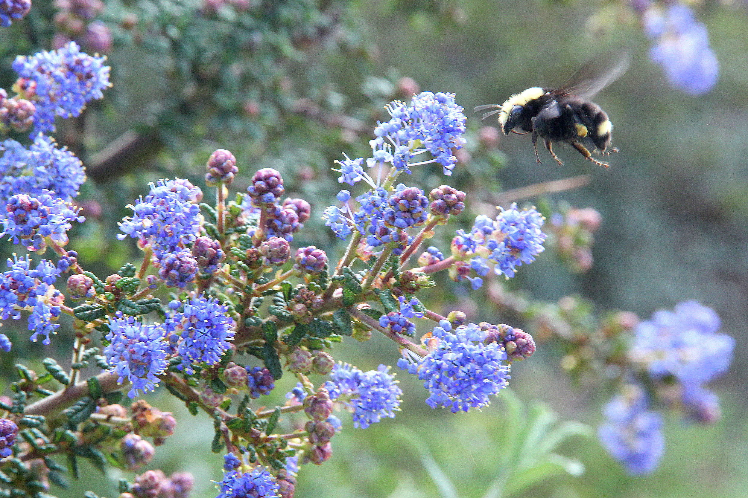 ceanothus_impressus_bee.JPG