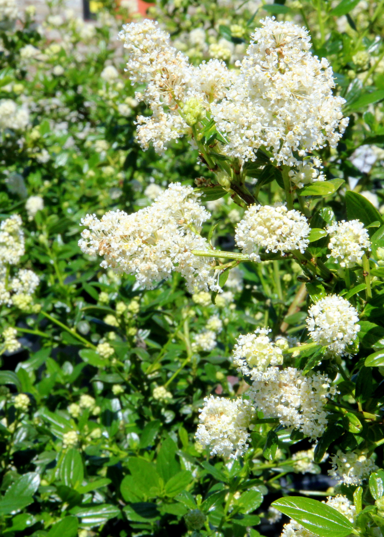 ceanothus_snow_flurry.JPG