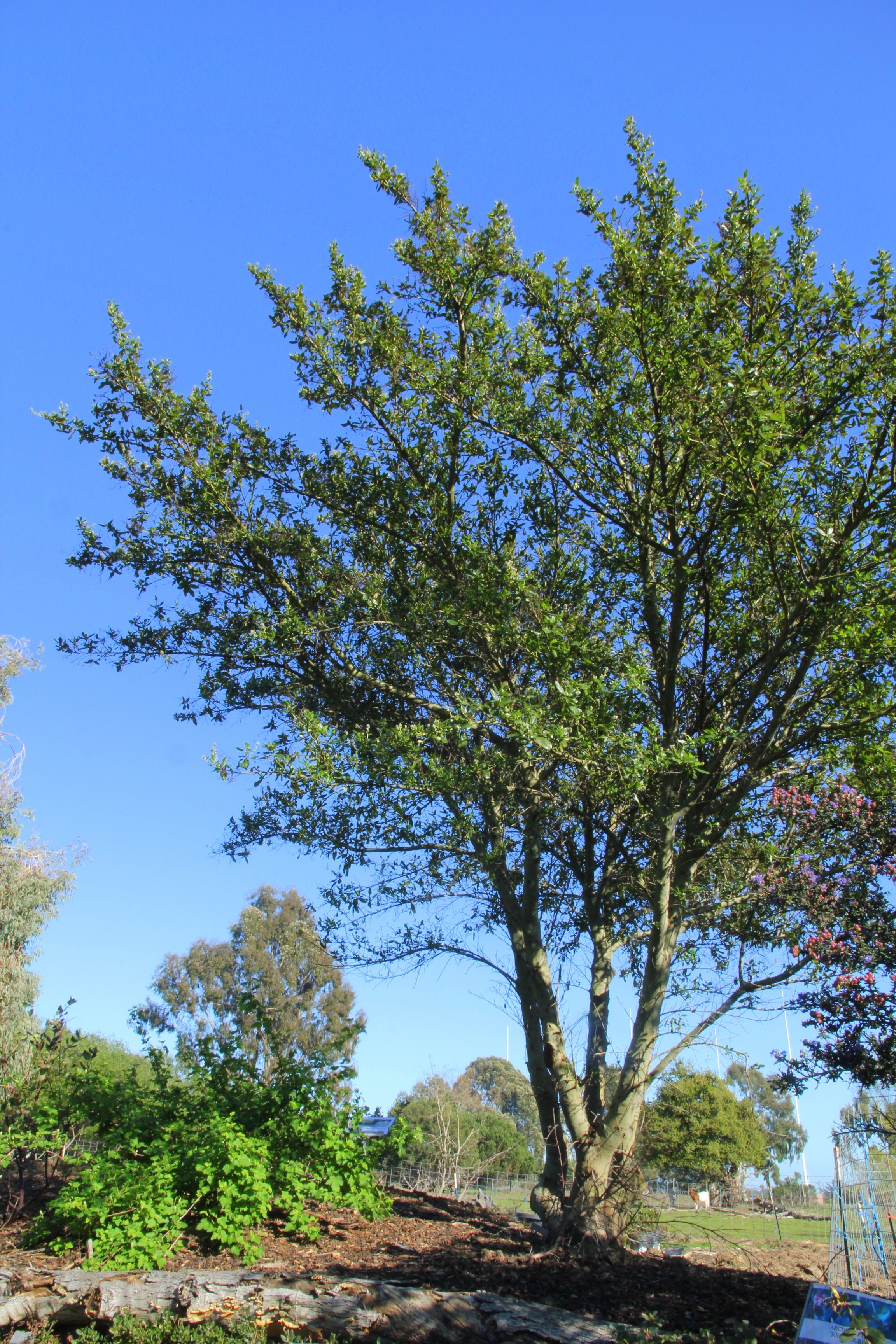 ceanothus_thyrsiflorus_blue_blossom.JPG