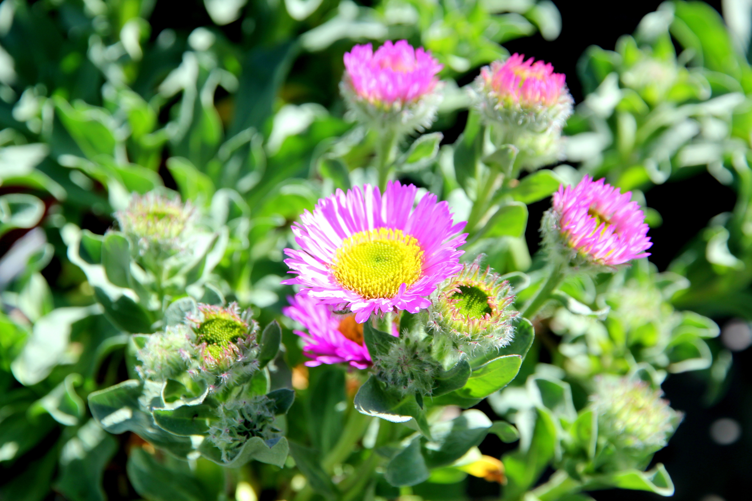 erigeron_glaucus_seabreeze.JPG