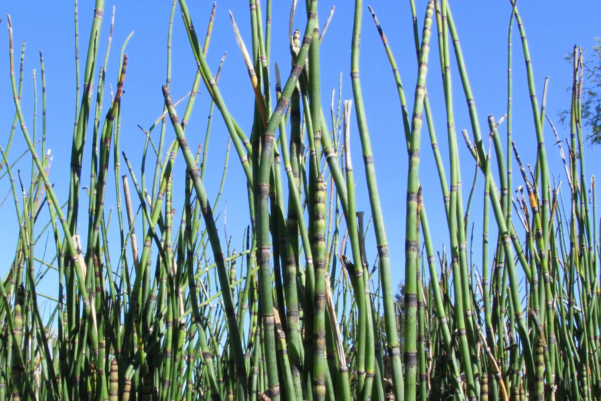 equisetum_hyemale_horsetail.JPG