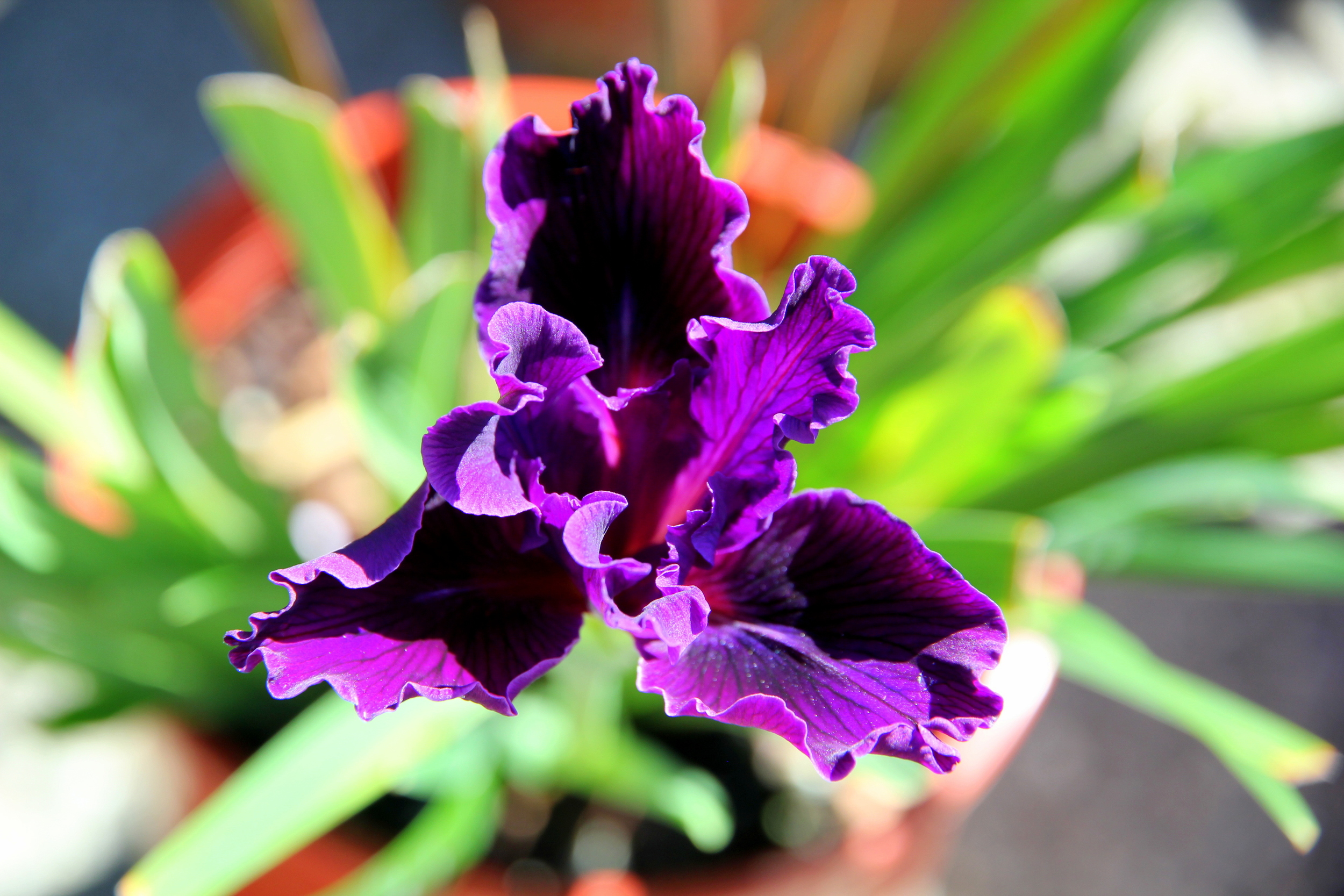 iris_purple.JPG