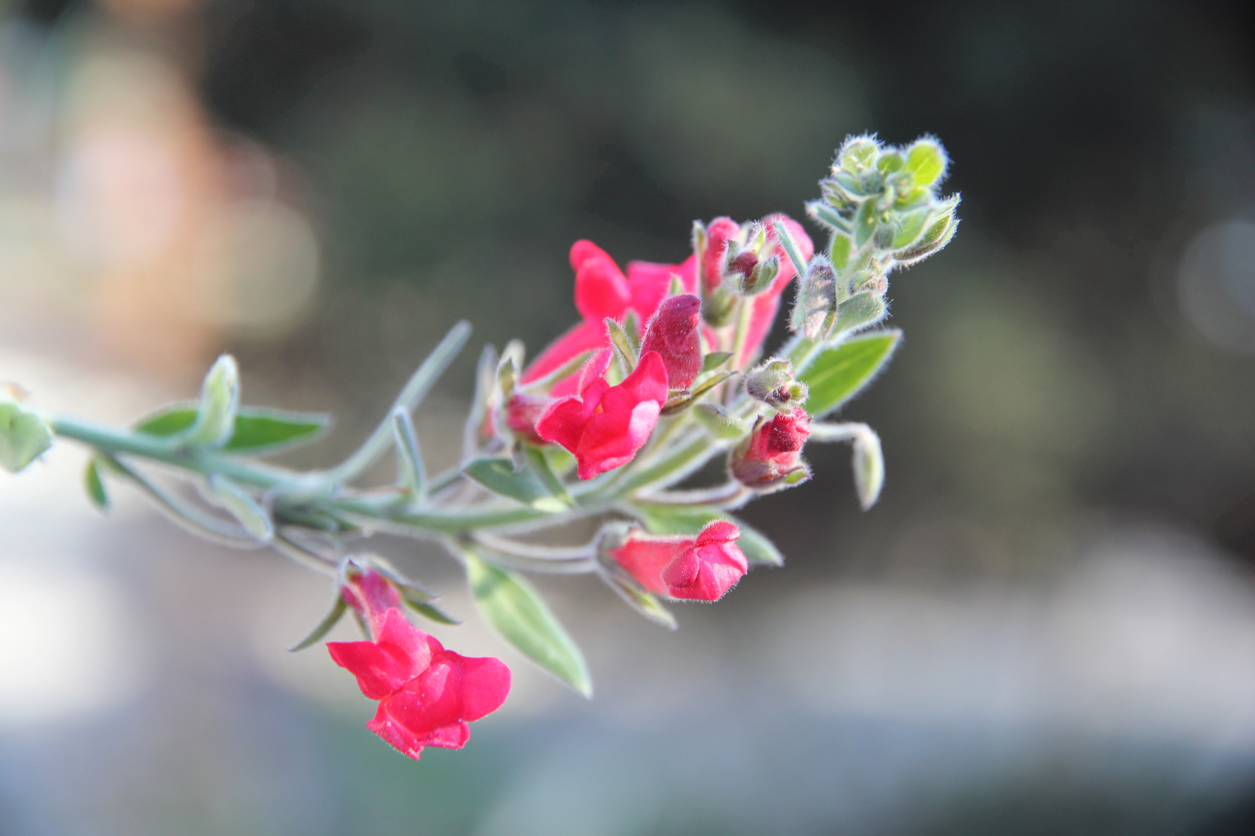 galvesia_speciosa_firecracker.JPG