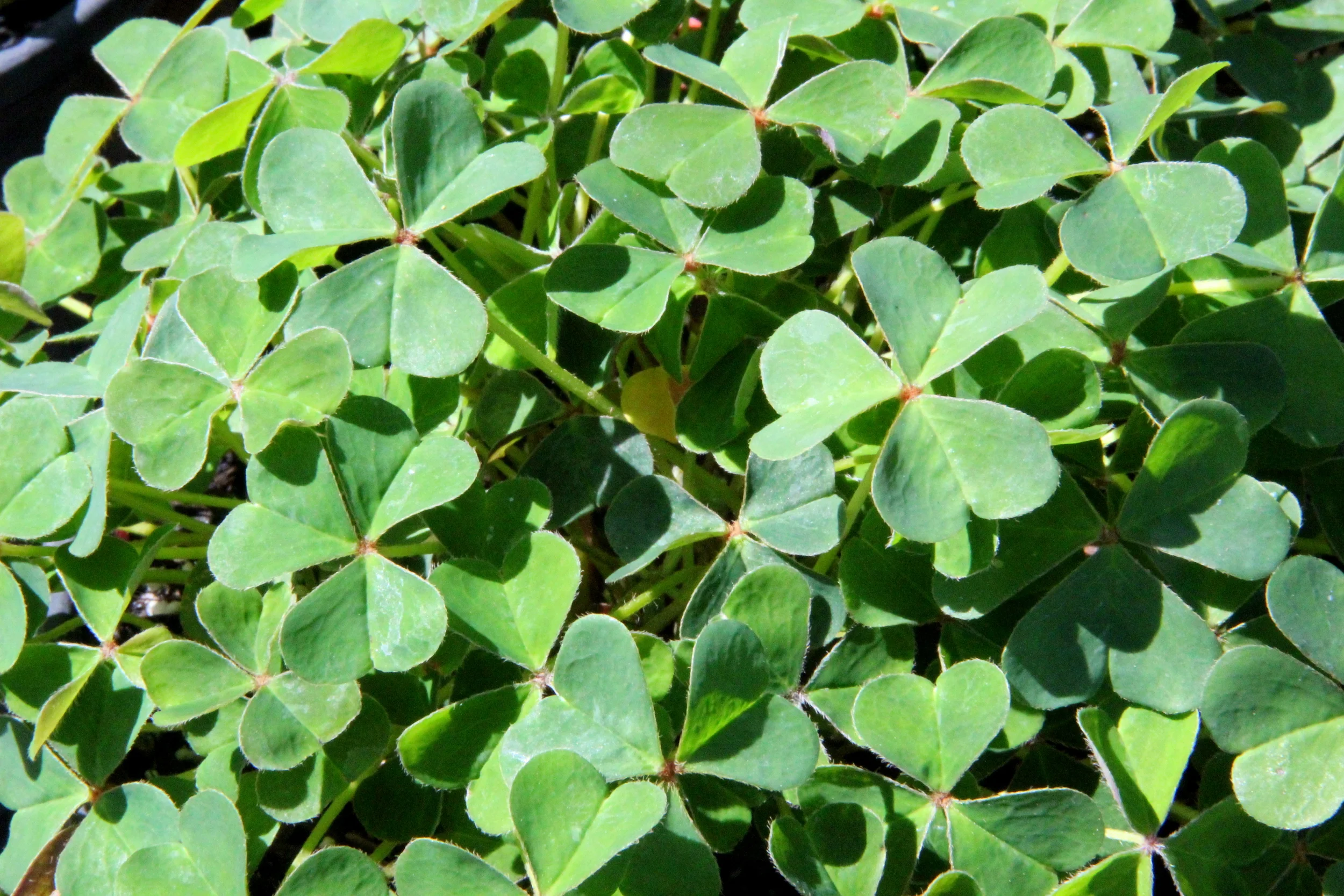 oxalis_oregana_white.JPG