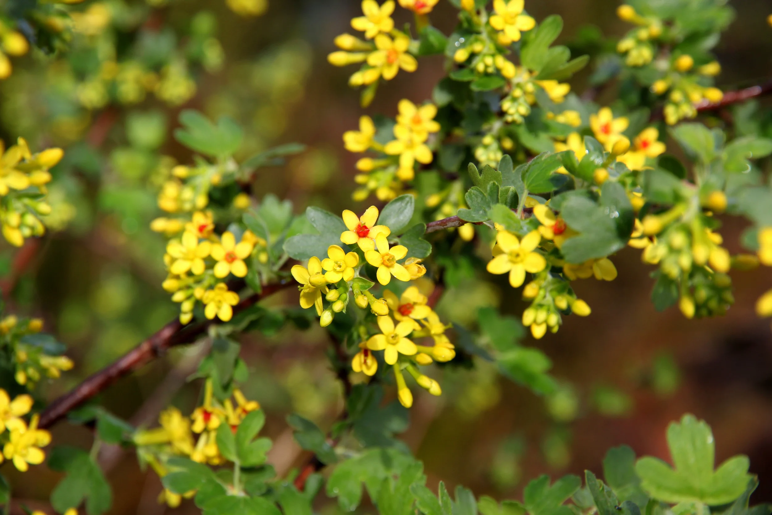 ribes_aureum_2.JPG