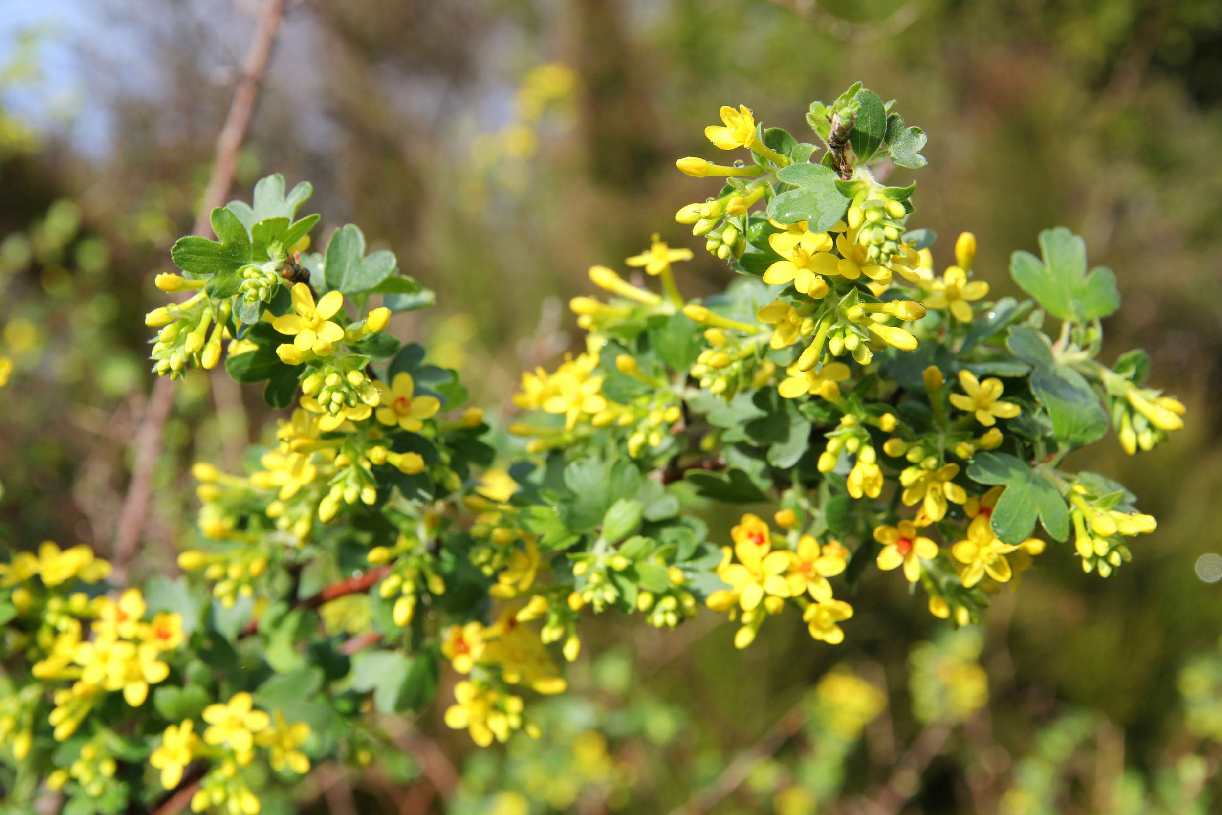 ribes_aureum_1.JPG