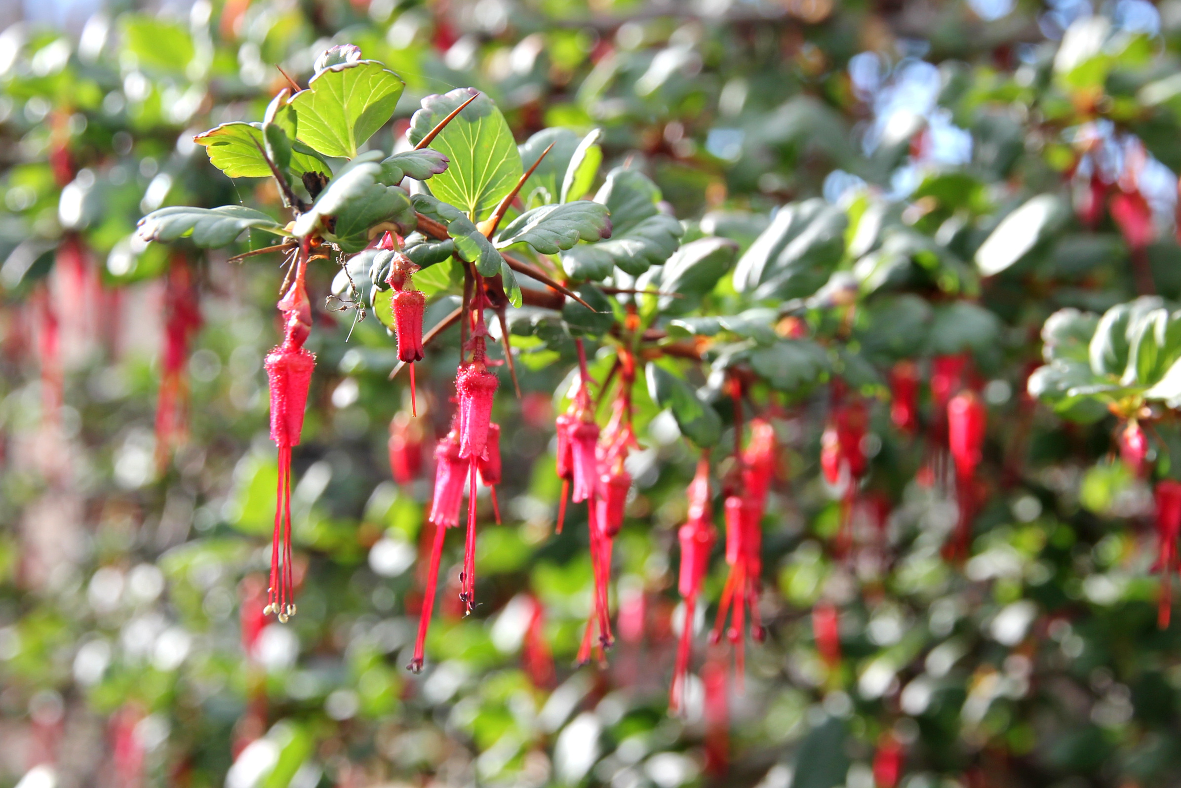 ribes_speciosum.JPG