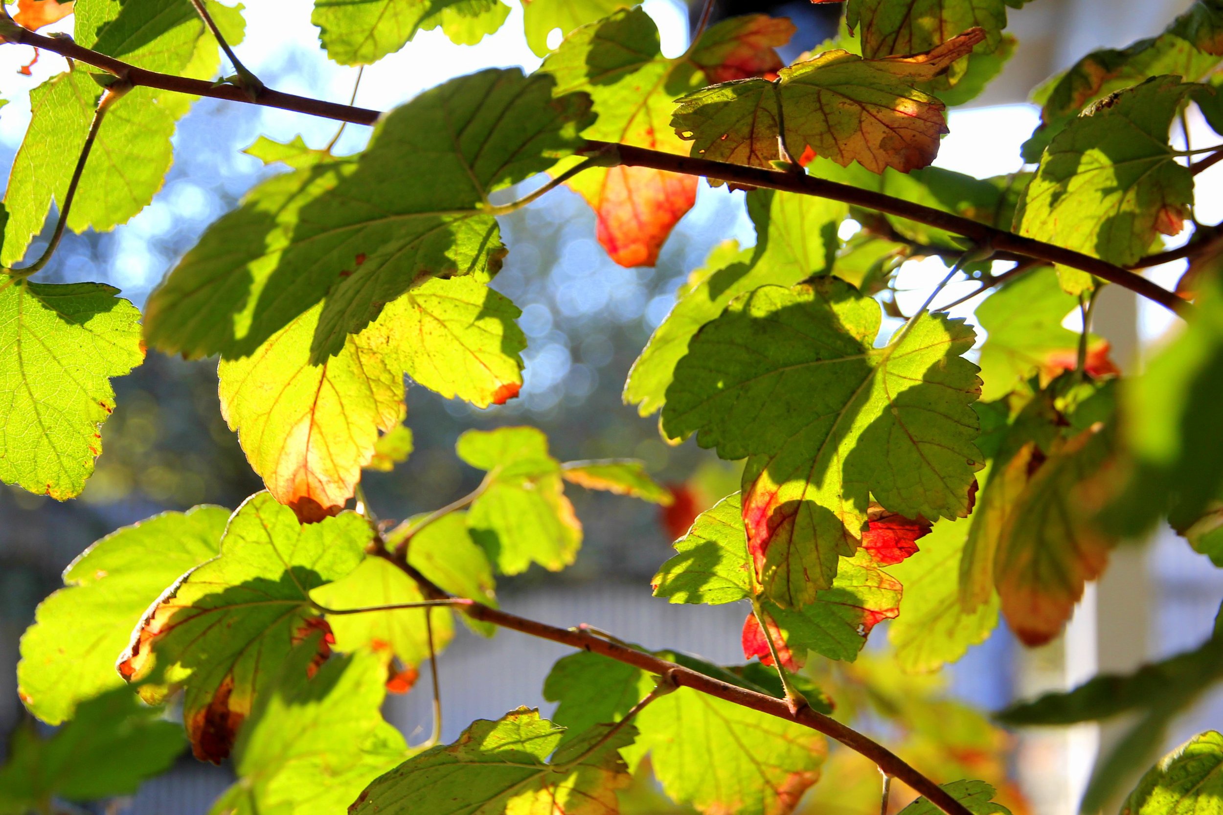 ribes_sanguinium_leaves.JPG