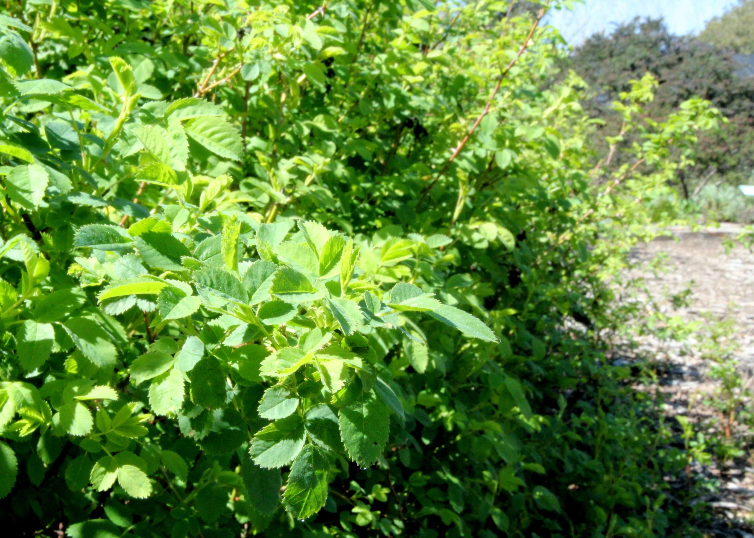 rosa_californica_wild_rose.JPG