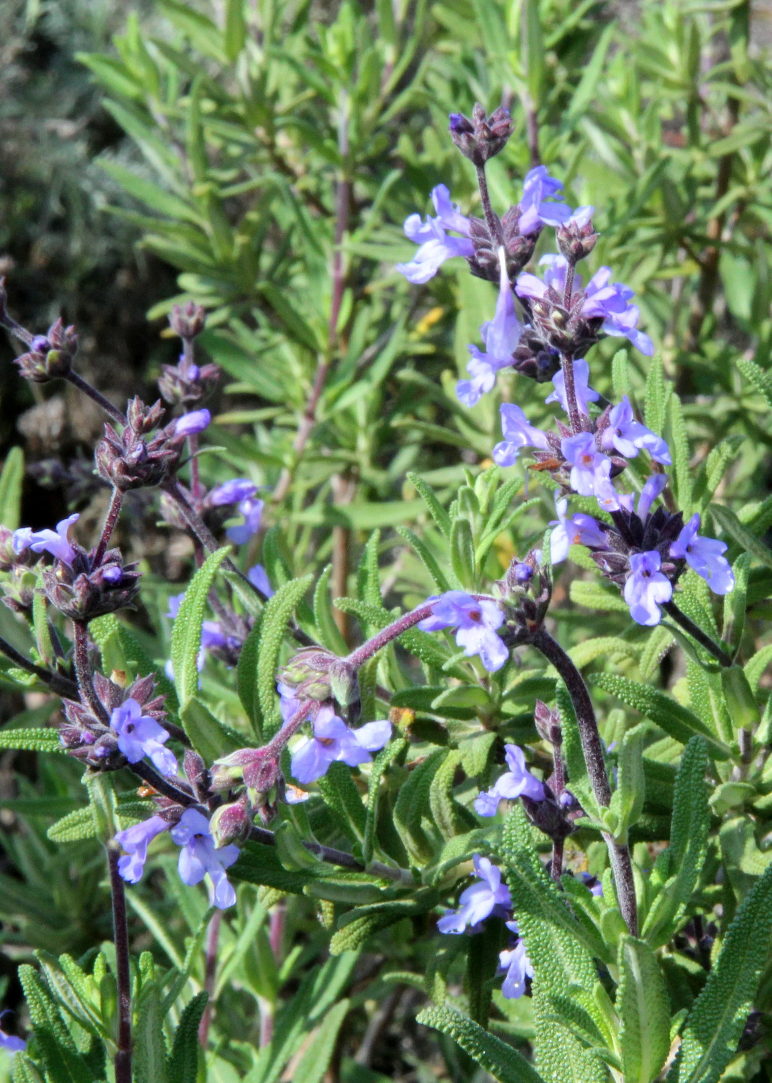 salvia_melifera_black_sage.JPG