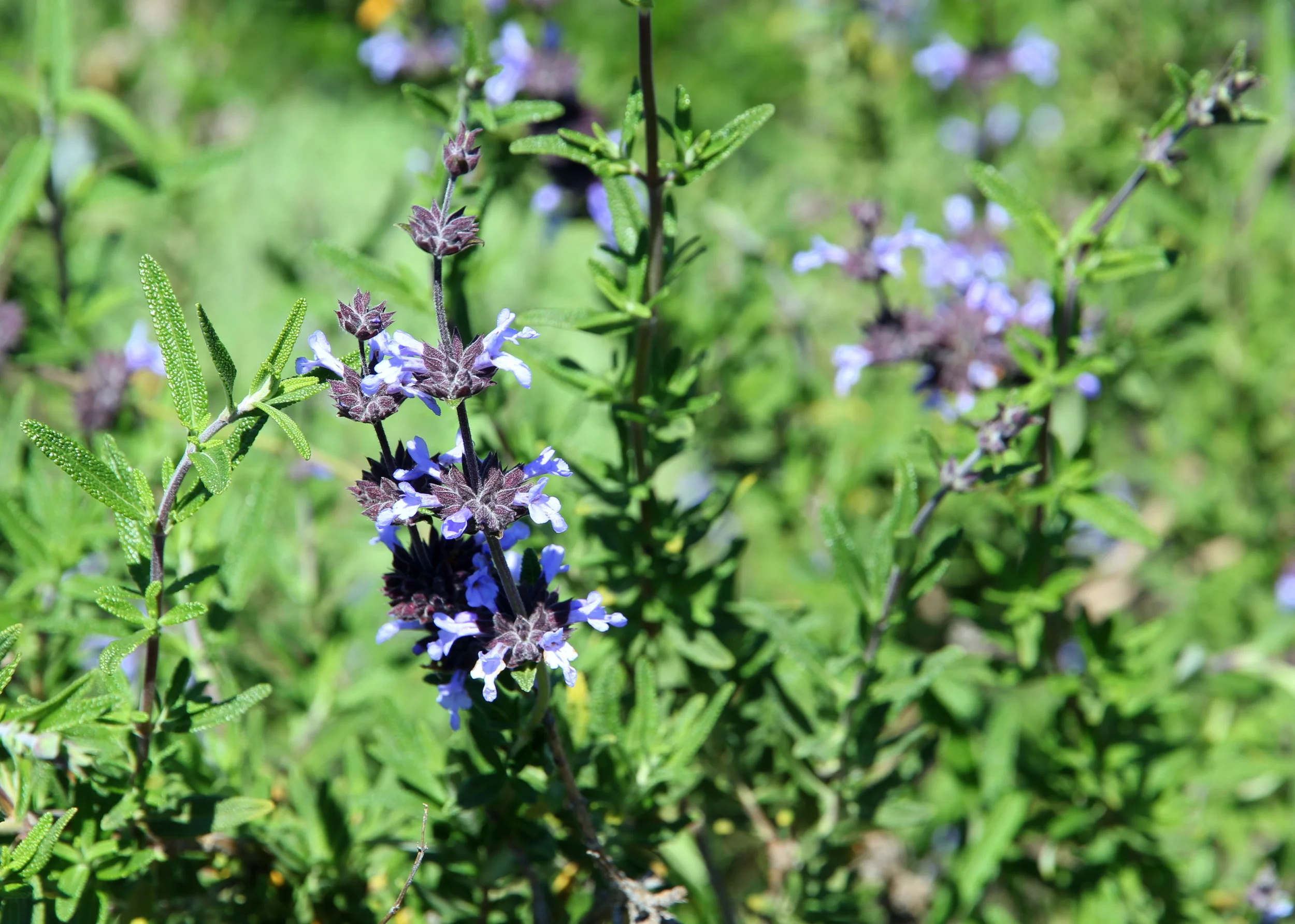 salvia_melifera_black_sage (2).JPG