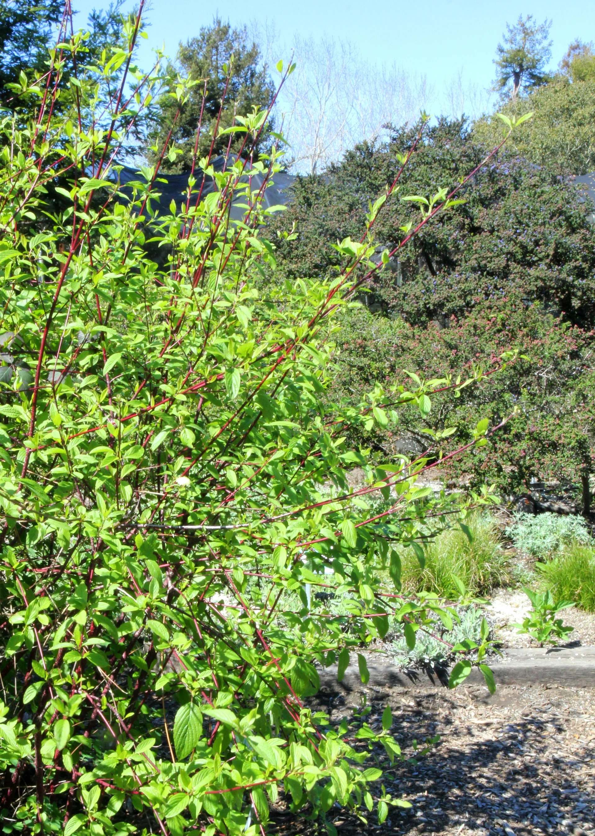 cornus_sericea_red_twig_dogwood.JPG