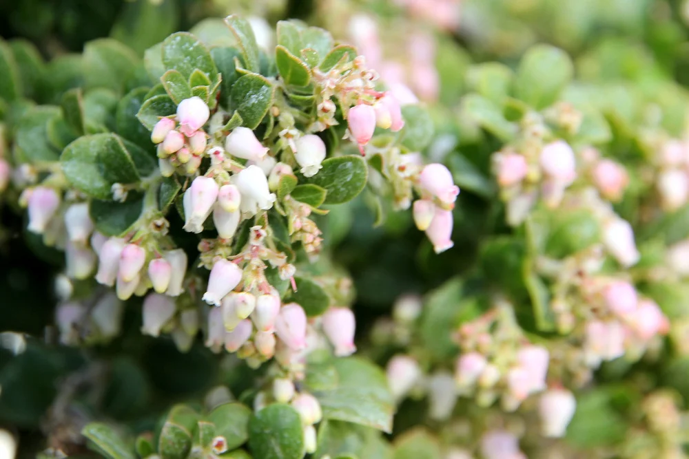arctostaphylos_edmundsii_bert.JPG