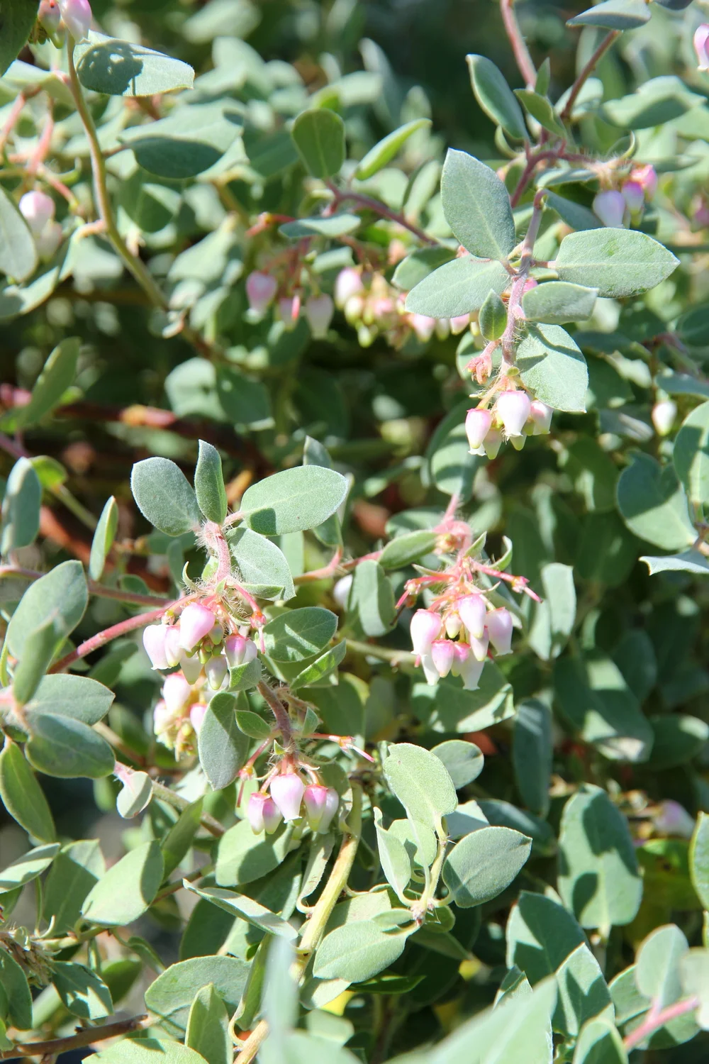 arctostaphylos_morroensis_2.JPG