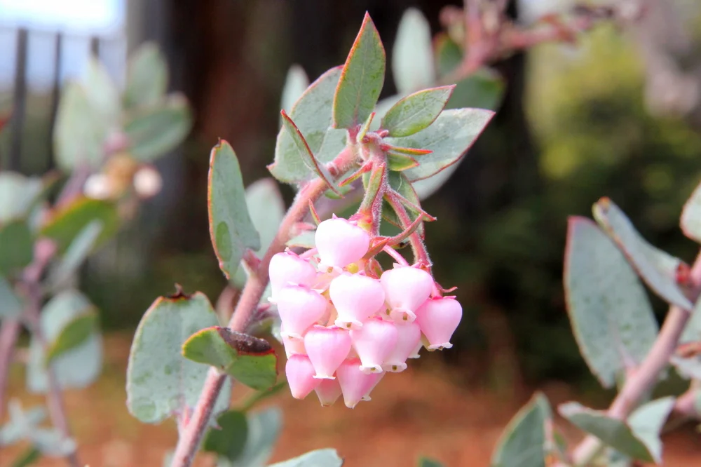 arctostaphylos_pajaroensis.JPG