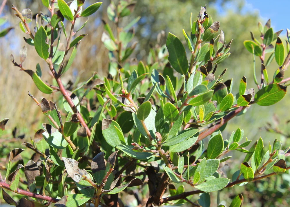 arctostaphylos_white_lantern.JPG
