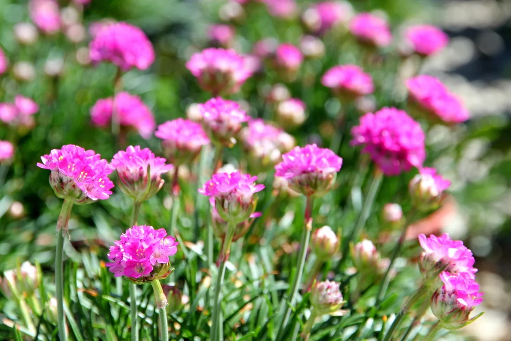 armeria_maritima_splenders.JPG