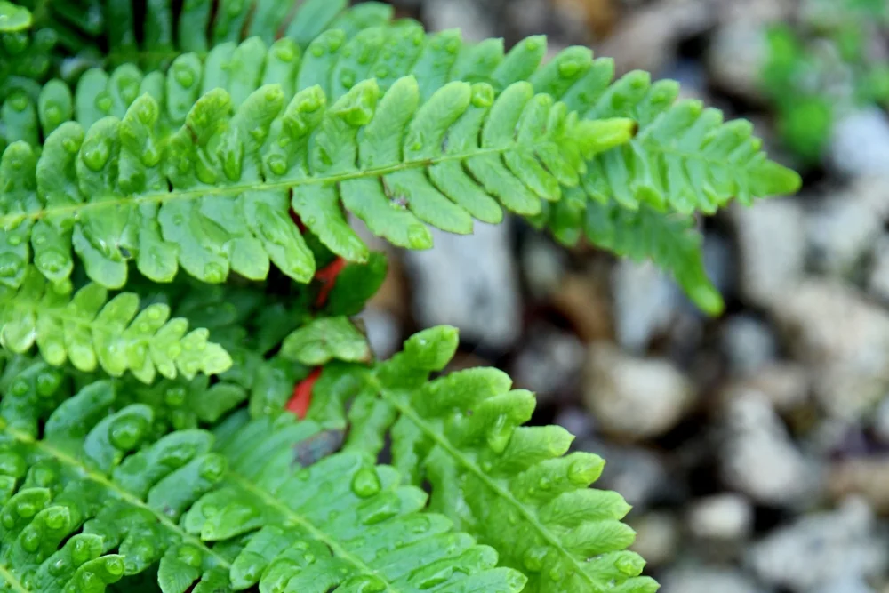 blechnum_spicant_deer_fern.JPG