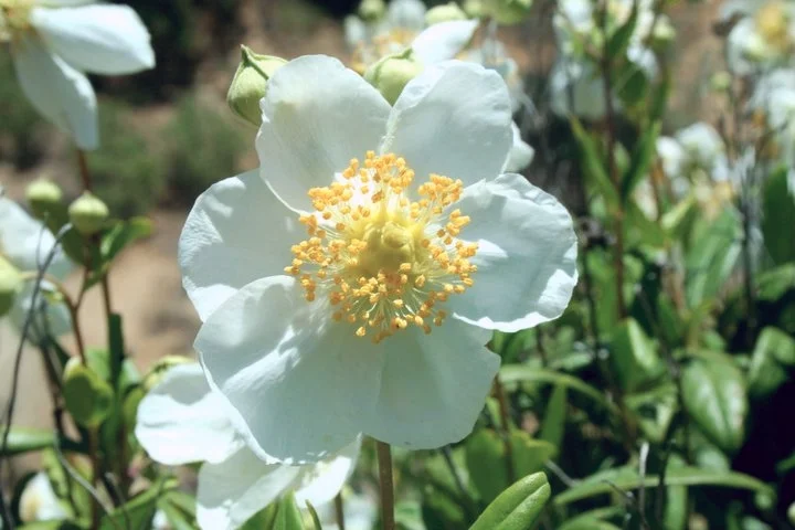 carpenteria_californica.jpg
