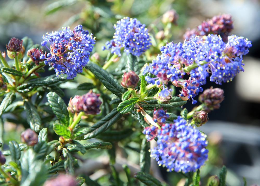 ceanothus_concha.JPG