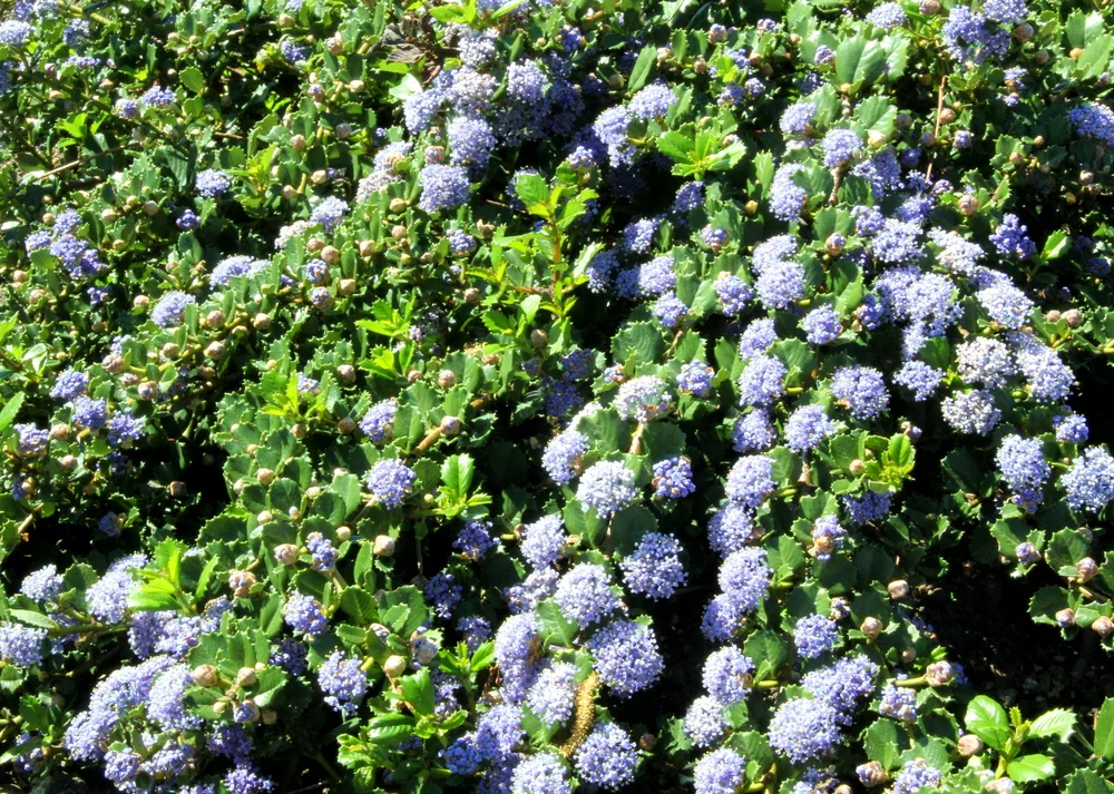 ceanothus_anchor_bay.JPG