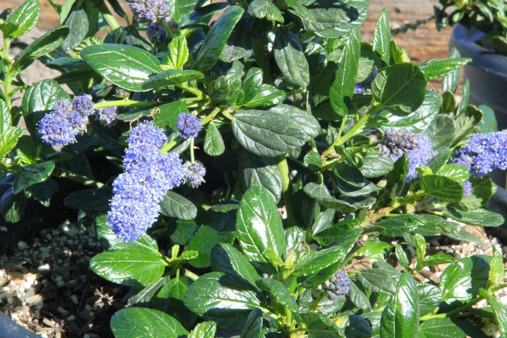 ceanothus_griseus_yankee_point.JPG