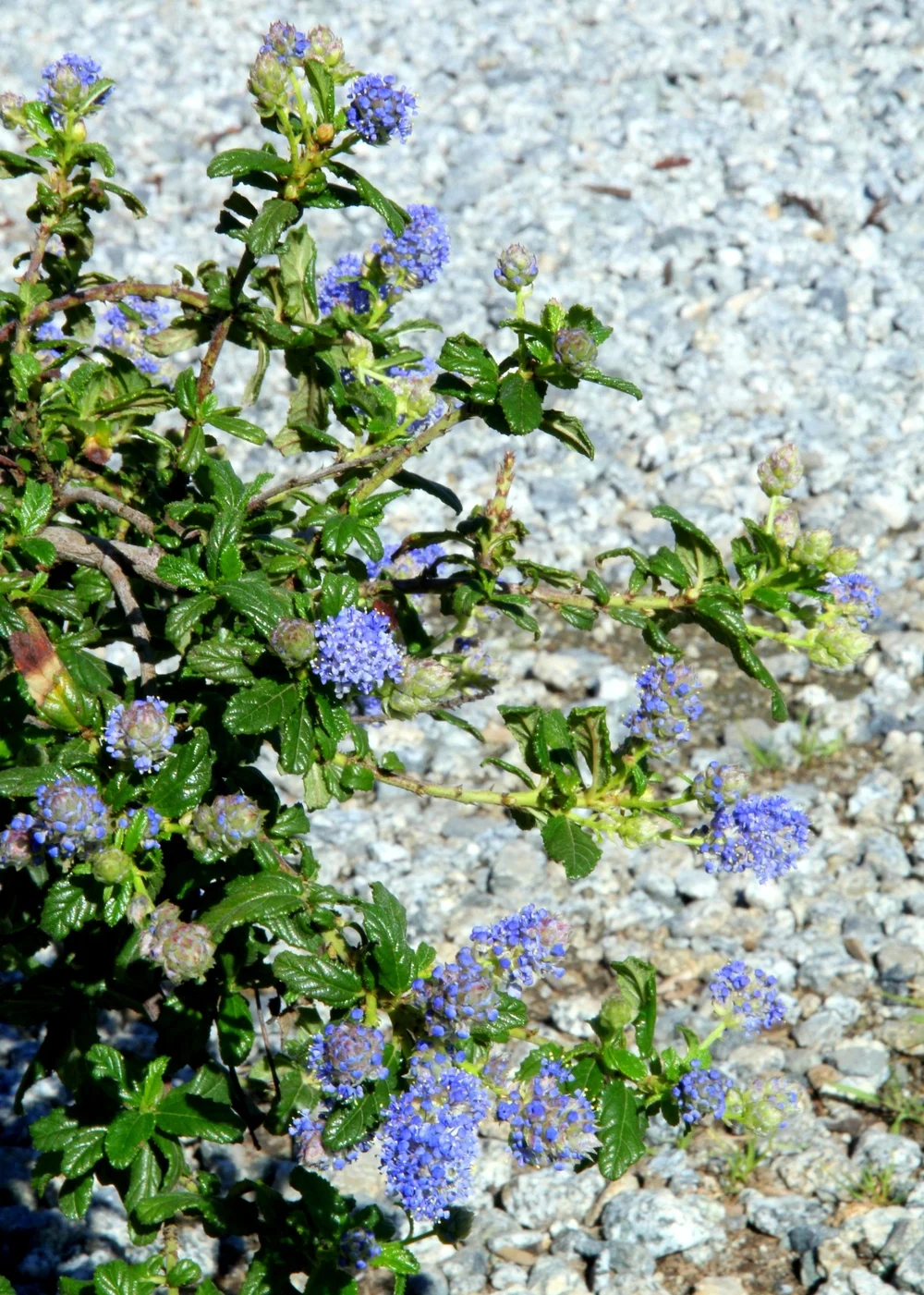 Ceanothus_joyce_coulter.JPG