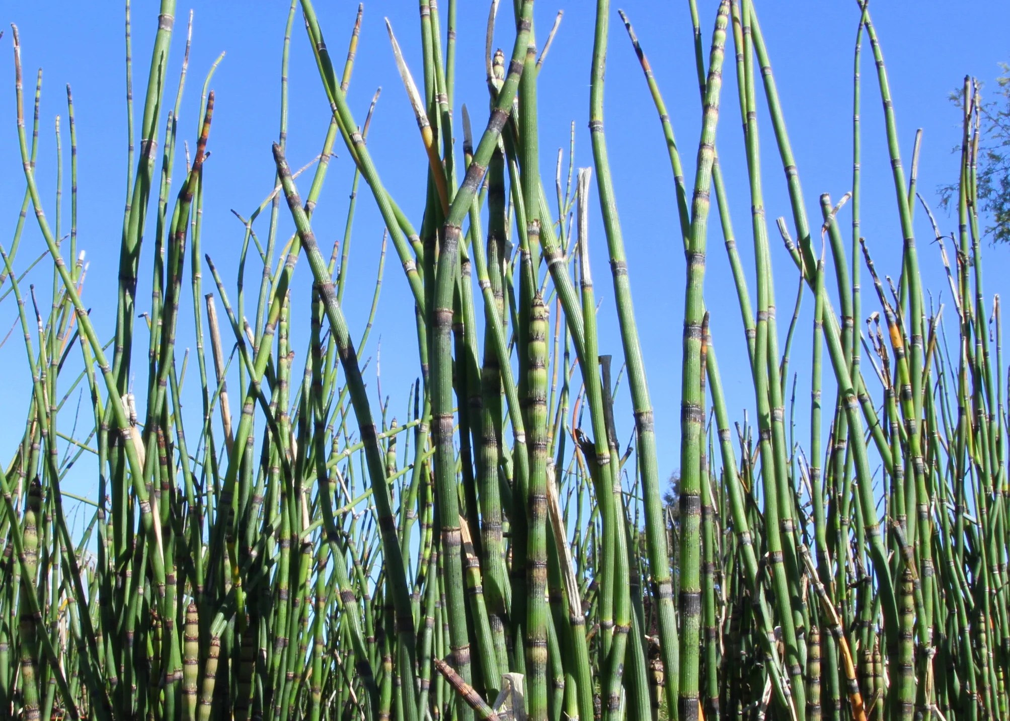 equisetum_hyemale_horsetail.JPG