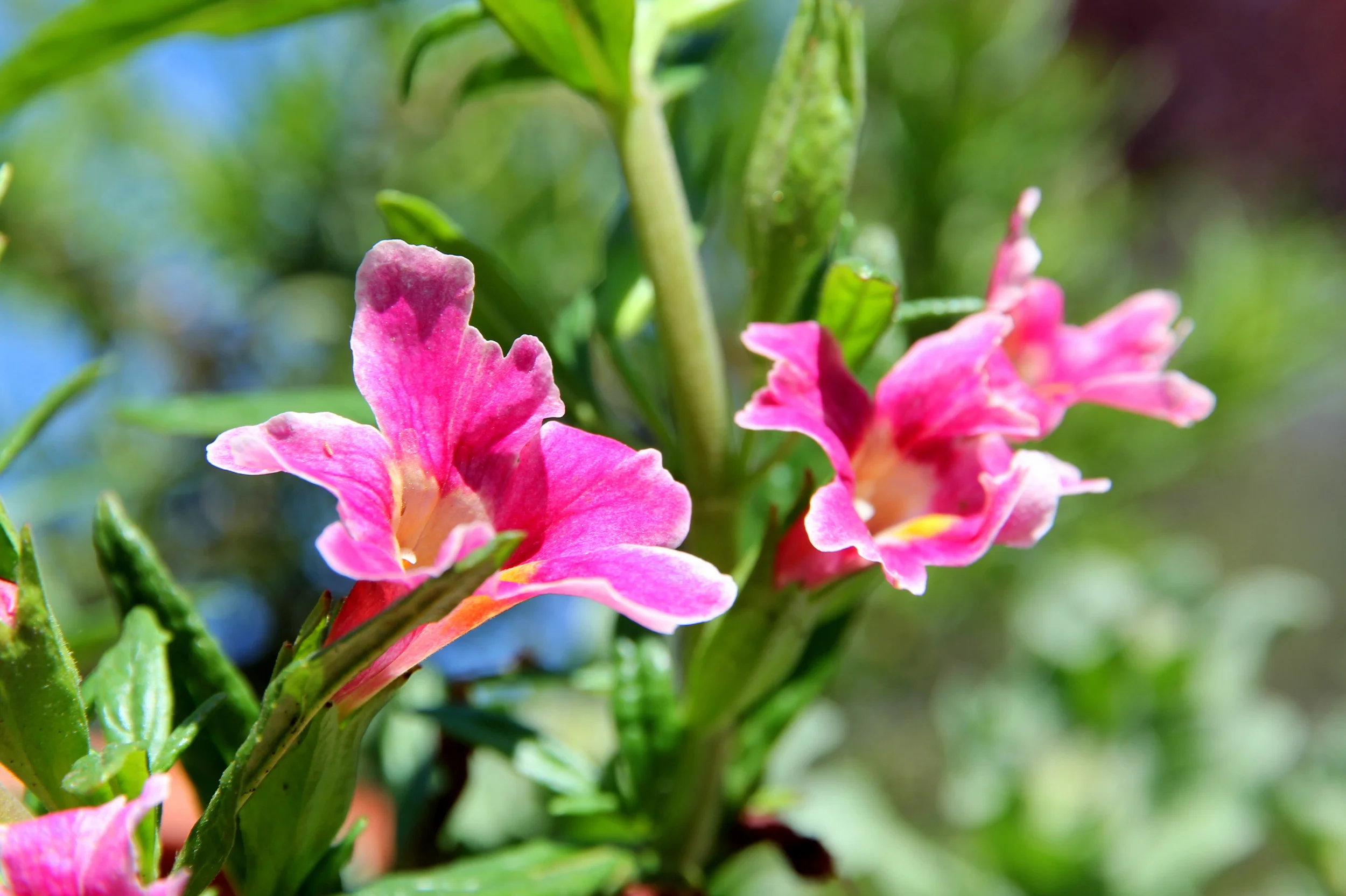 mimulus_jelly_bean_purple_pink.JPG