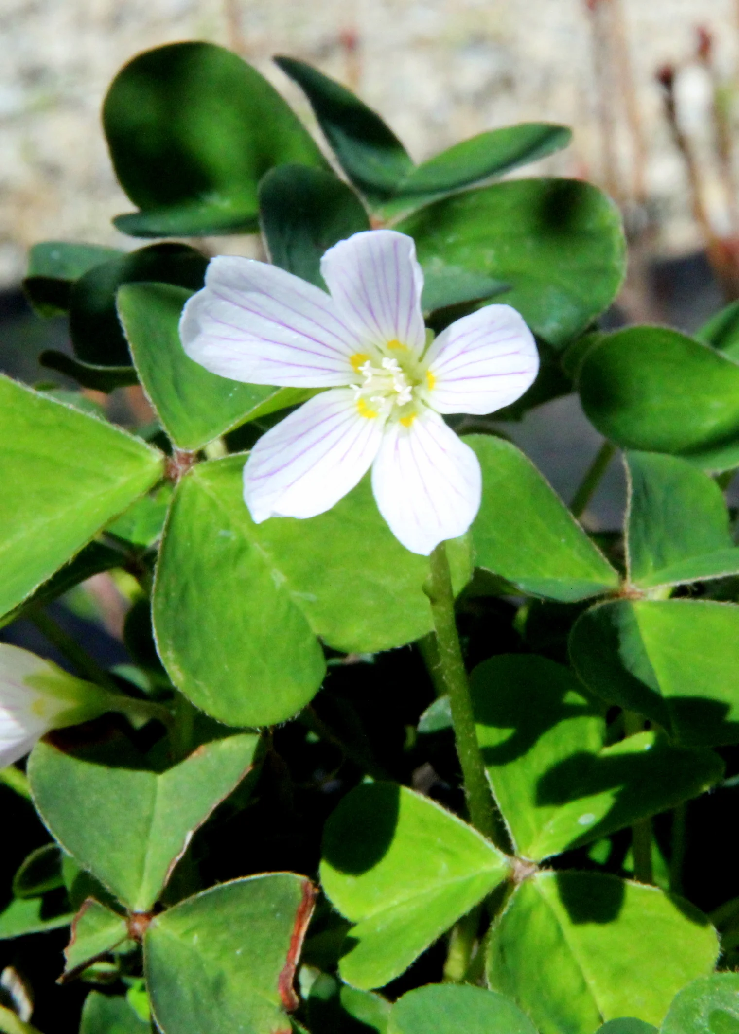 oxalis_oregana_white_1.JPG