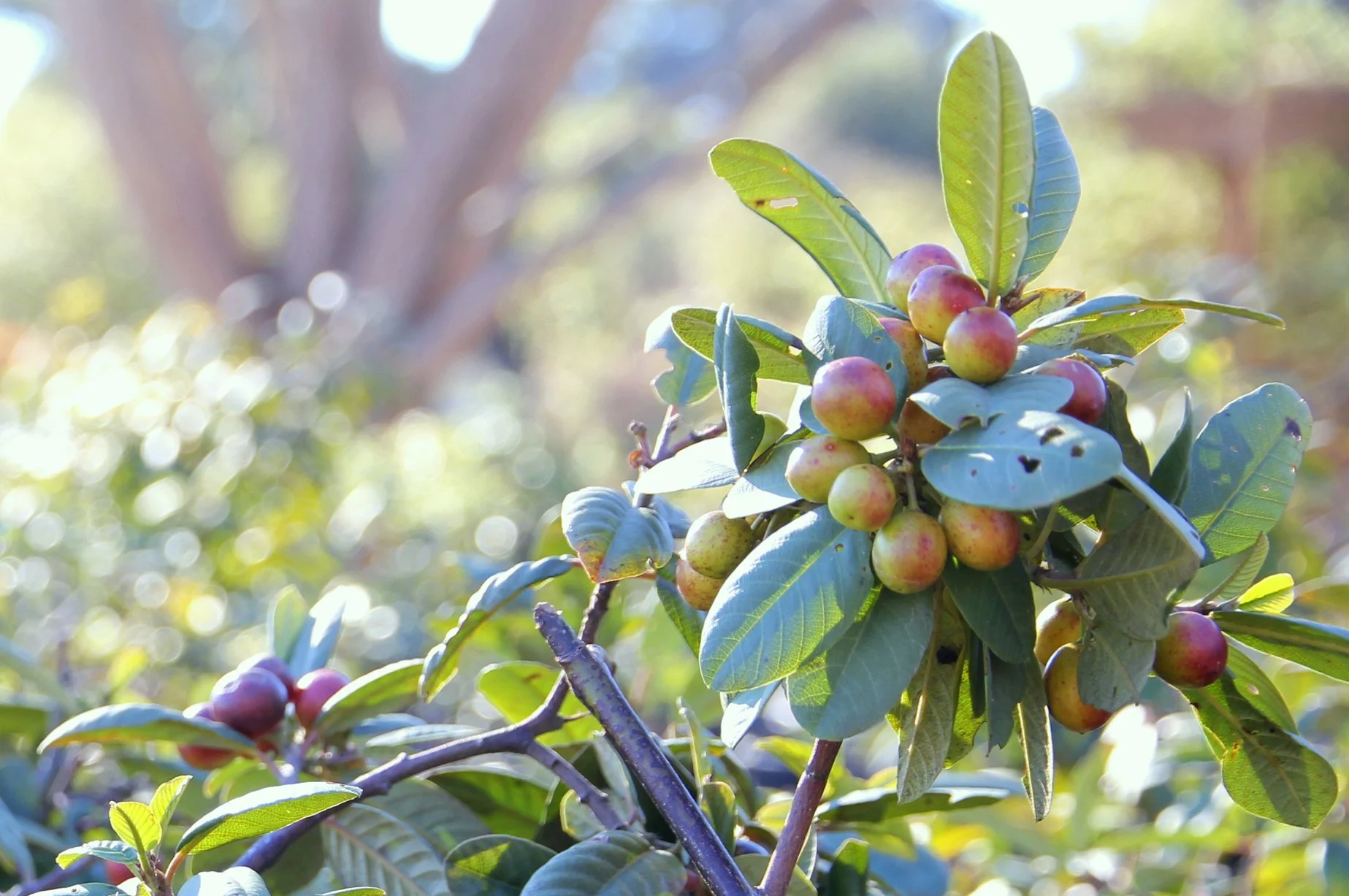 rhamnus_californica_coffeeberry_1.JPG