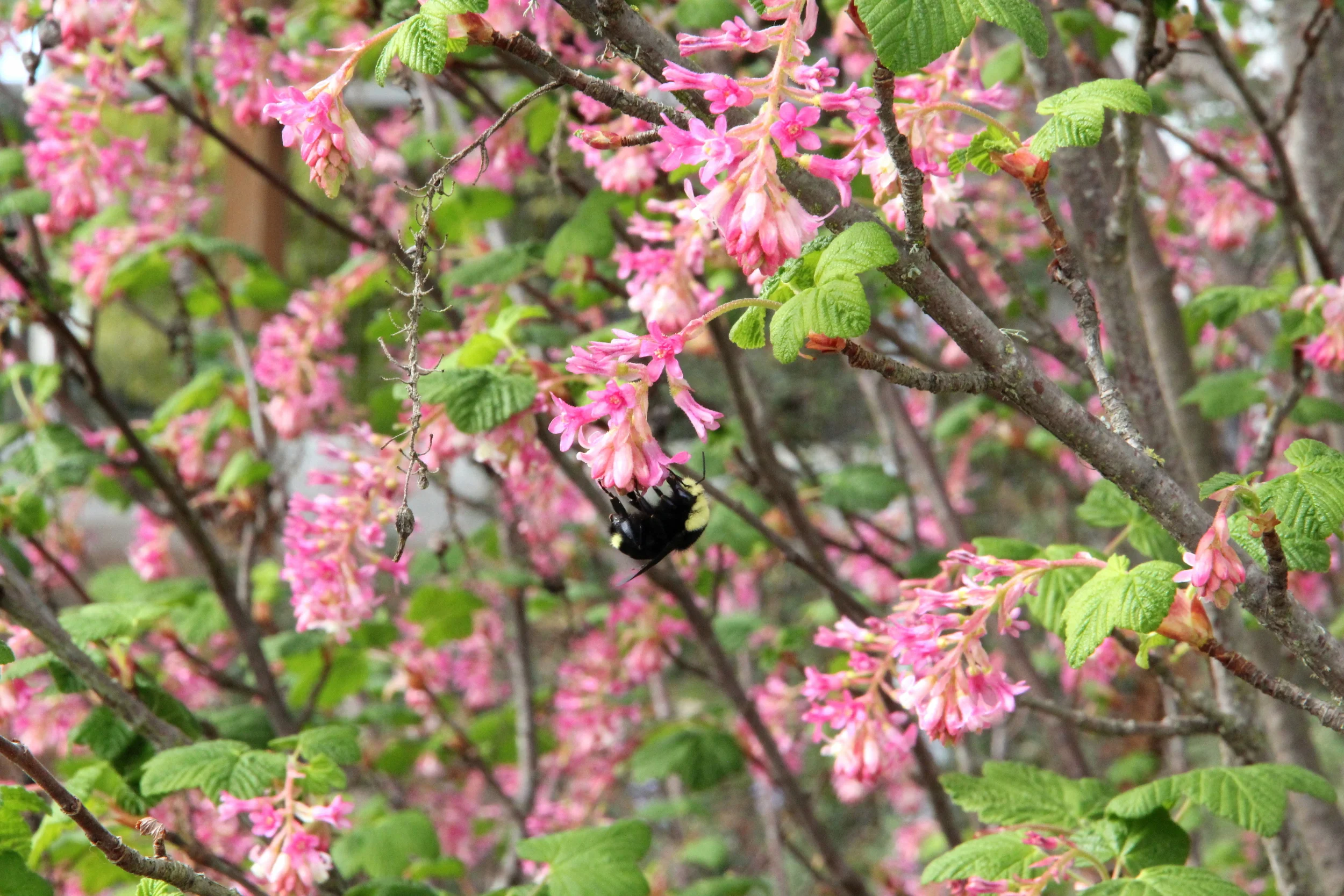 ribes_sanguinium_bee.JPG