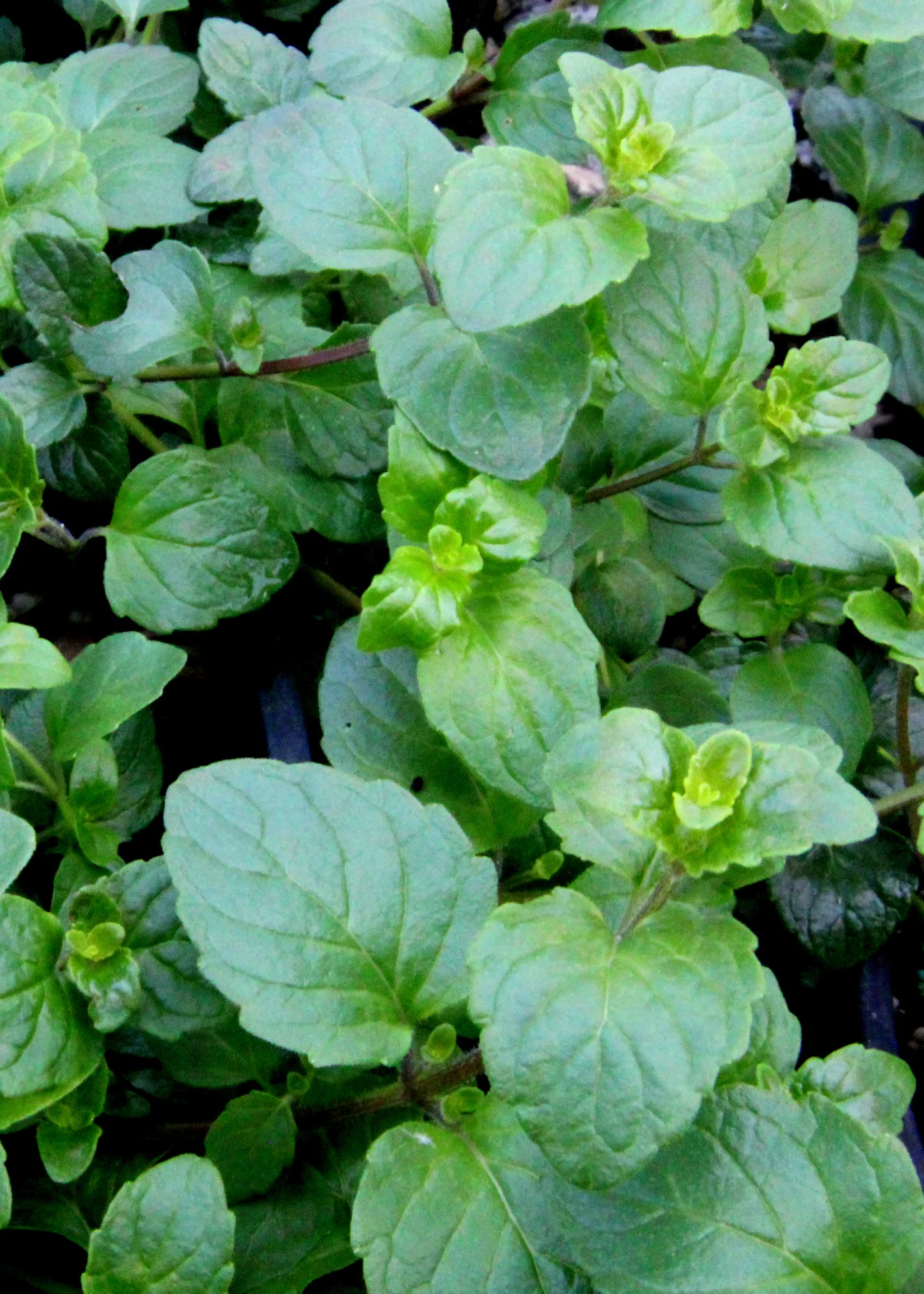 satureja_douglasiana_yerba_buena.JPG