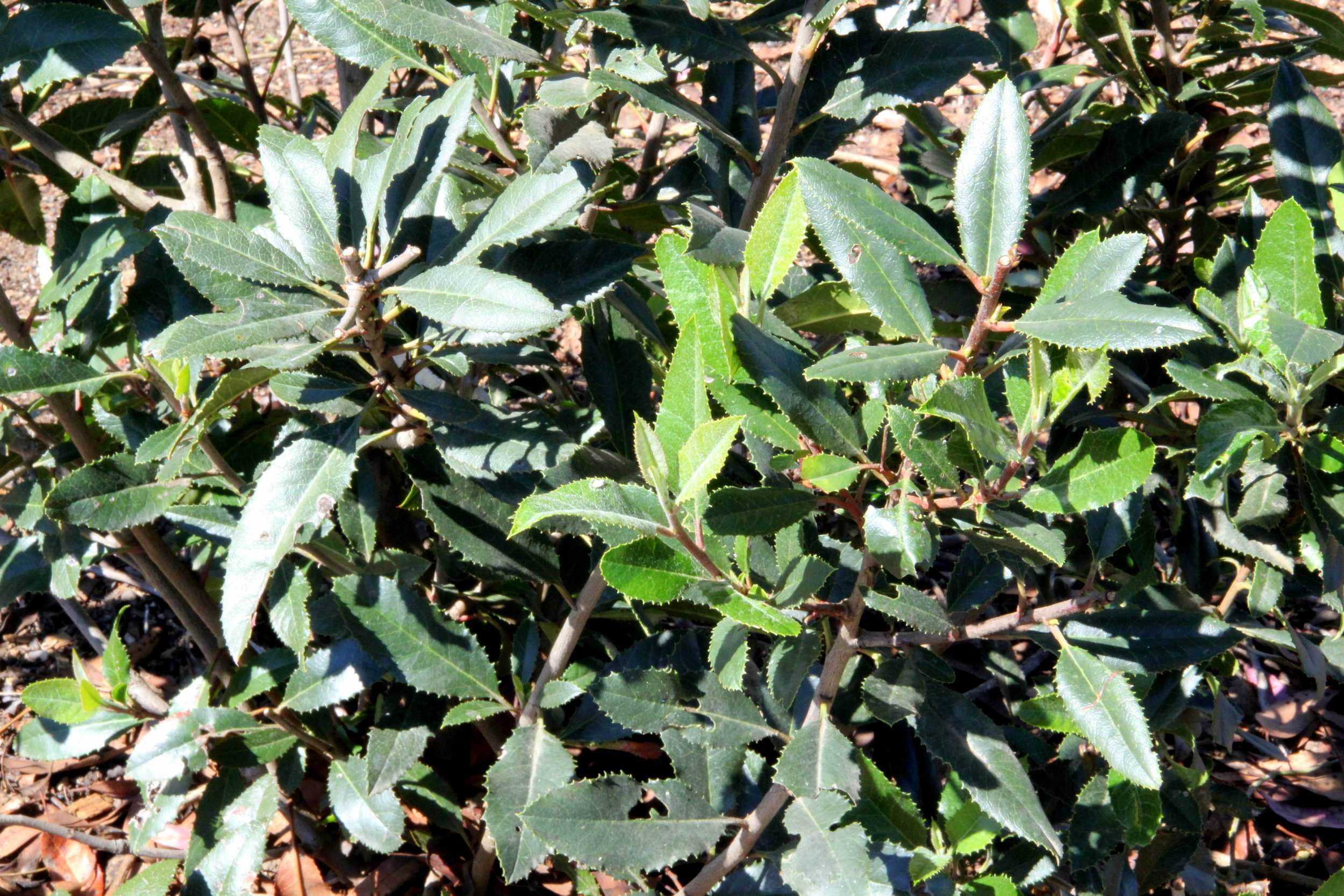 heteromeles_arbutifolia.JPG