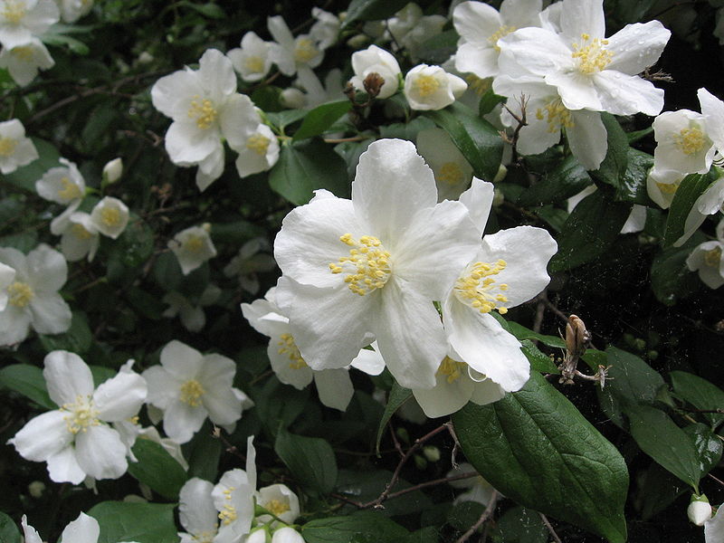 Philadelphus_lewisii.JPG