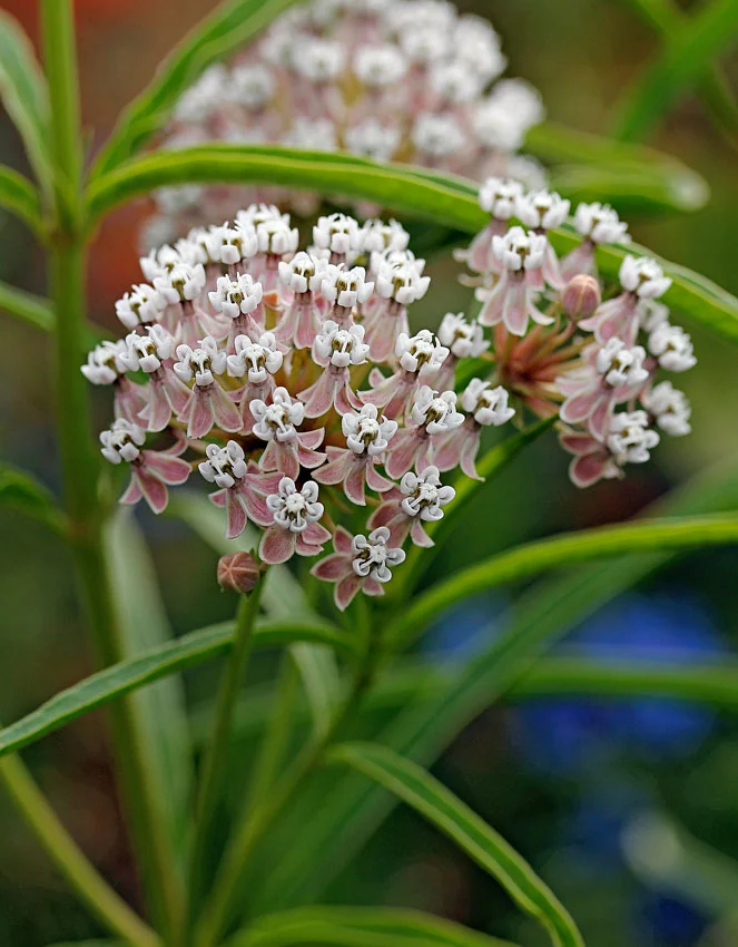 asclepias_fascicularis_01.jpg
