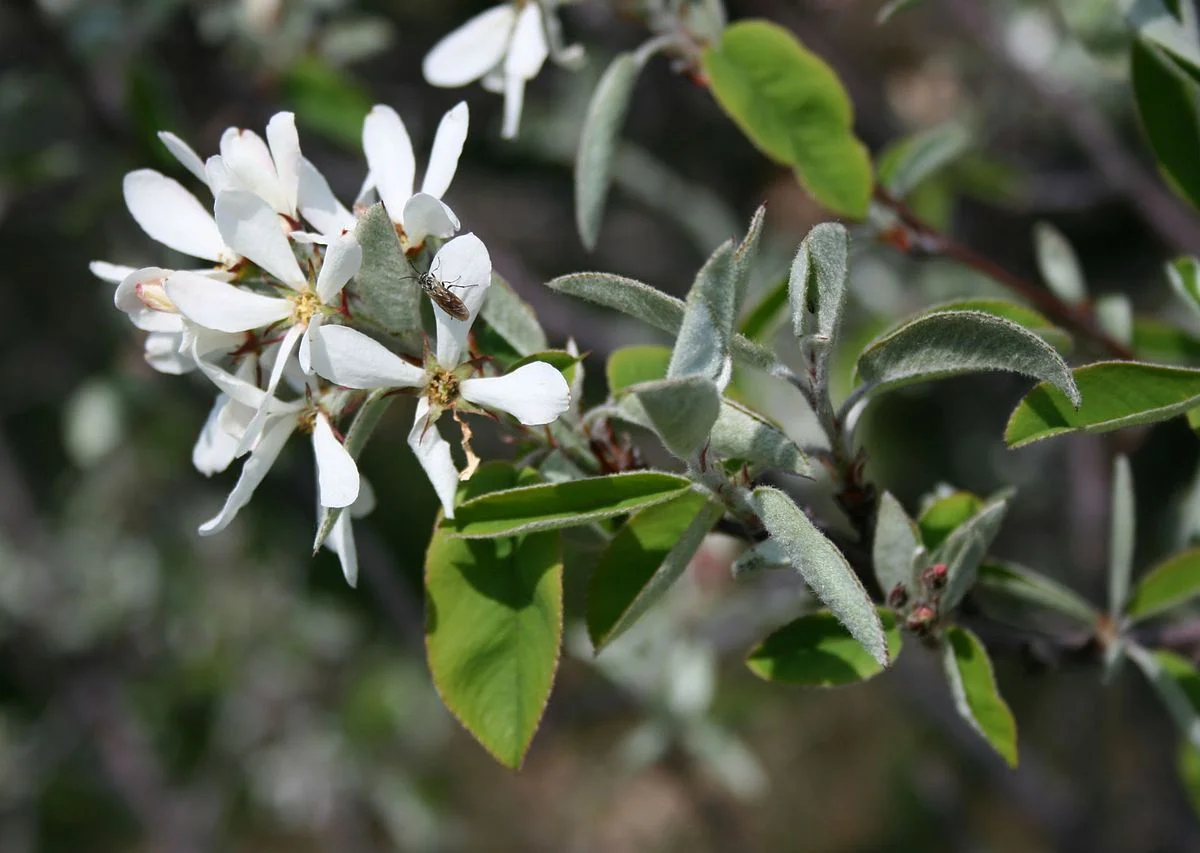1200px-Amelanchier_ovalis_1.jpg