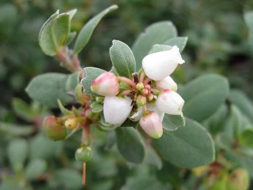 Arctostaphylos_silvicola_image10.jpg