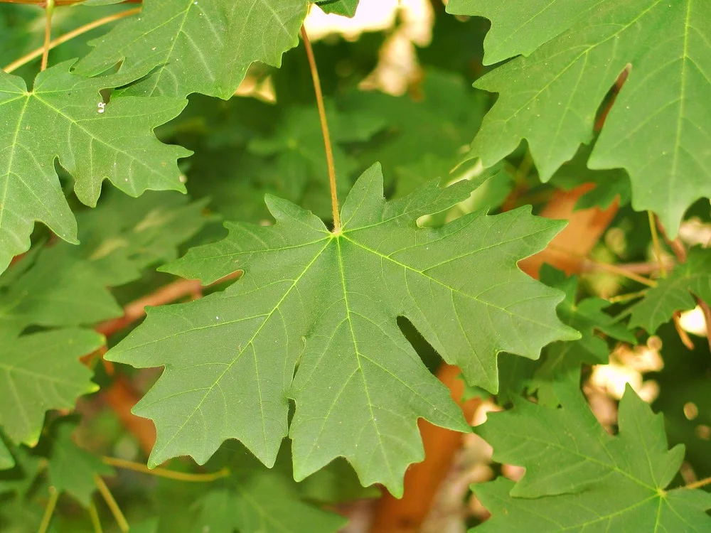 bigleafmaple.jpg