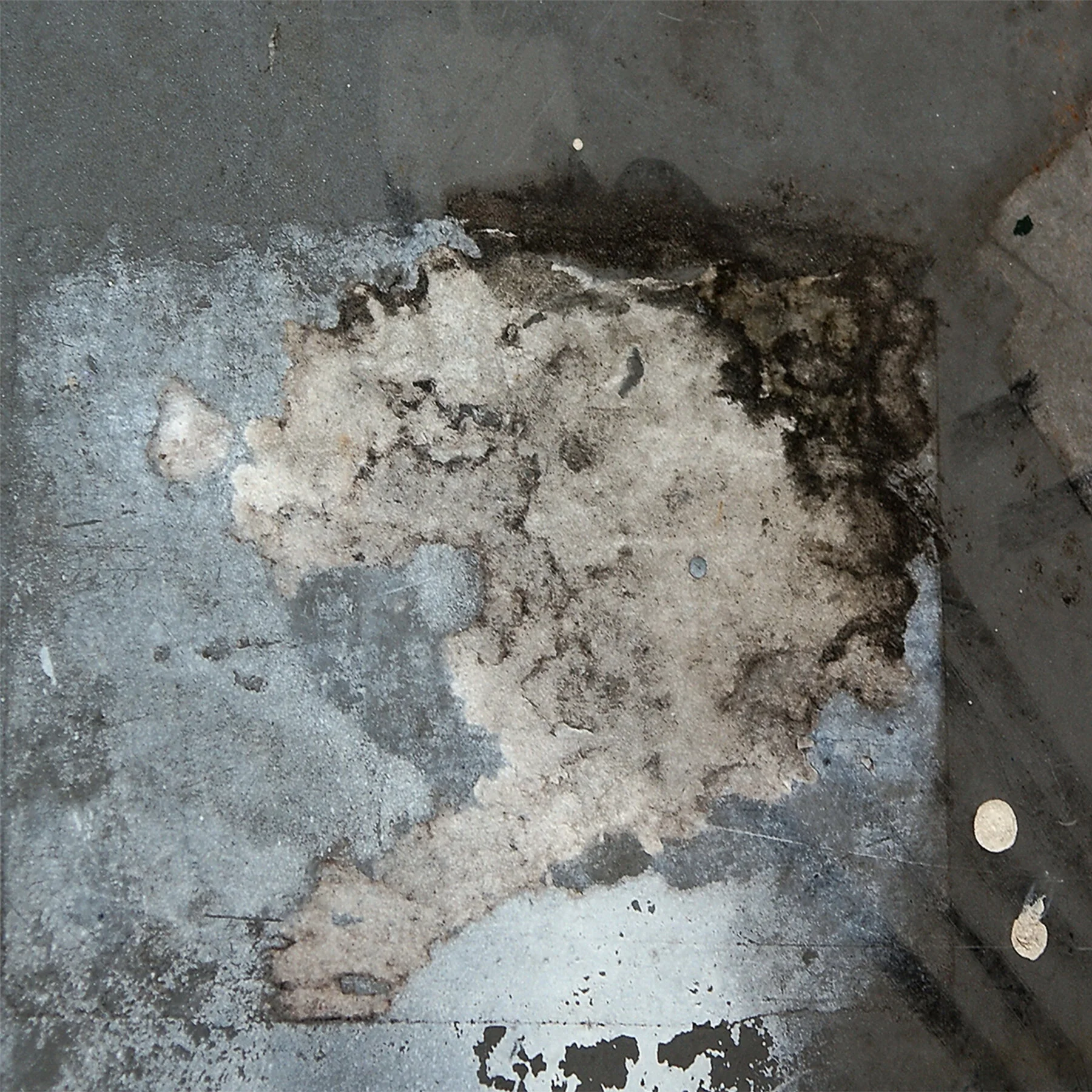 MICROWOLF - MY CAULIFLOWER EARS (INSTRUMENTALS)