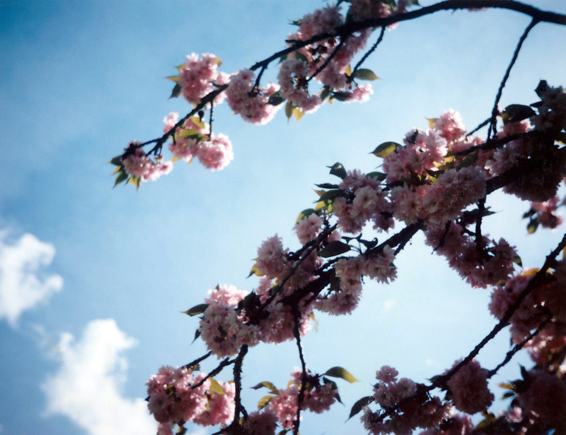 CherryBranch.jpg