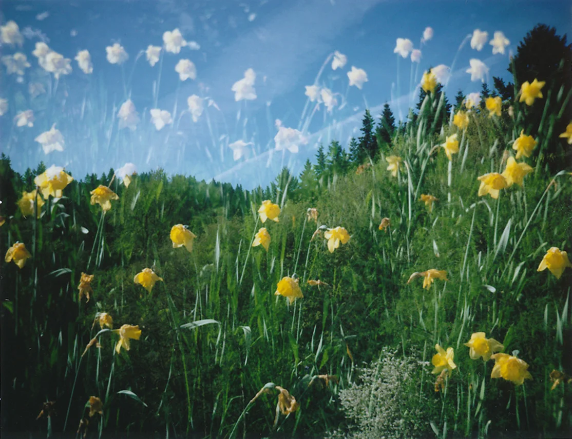 FlowersDE.jpg
