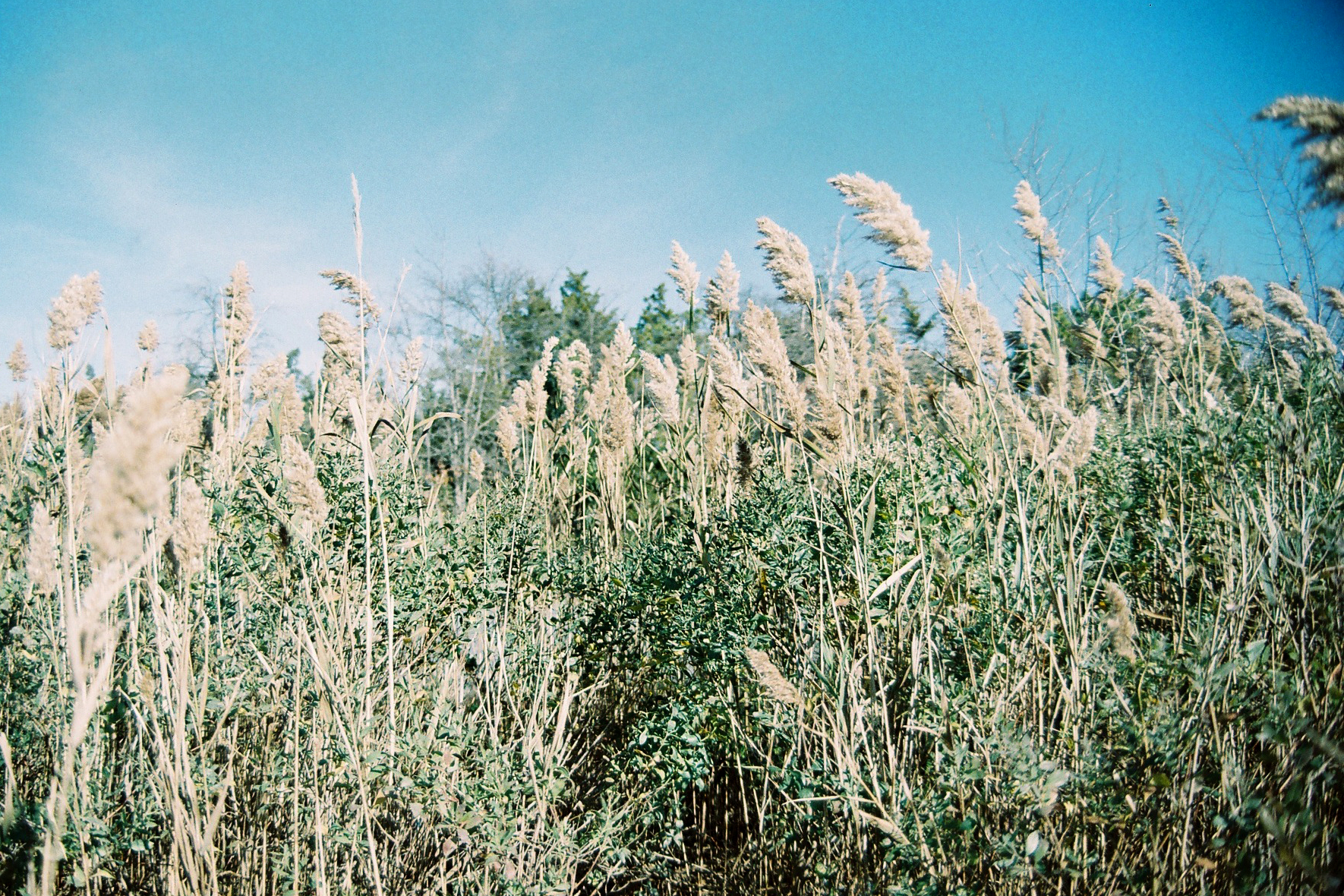 BrickReeds.jpg